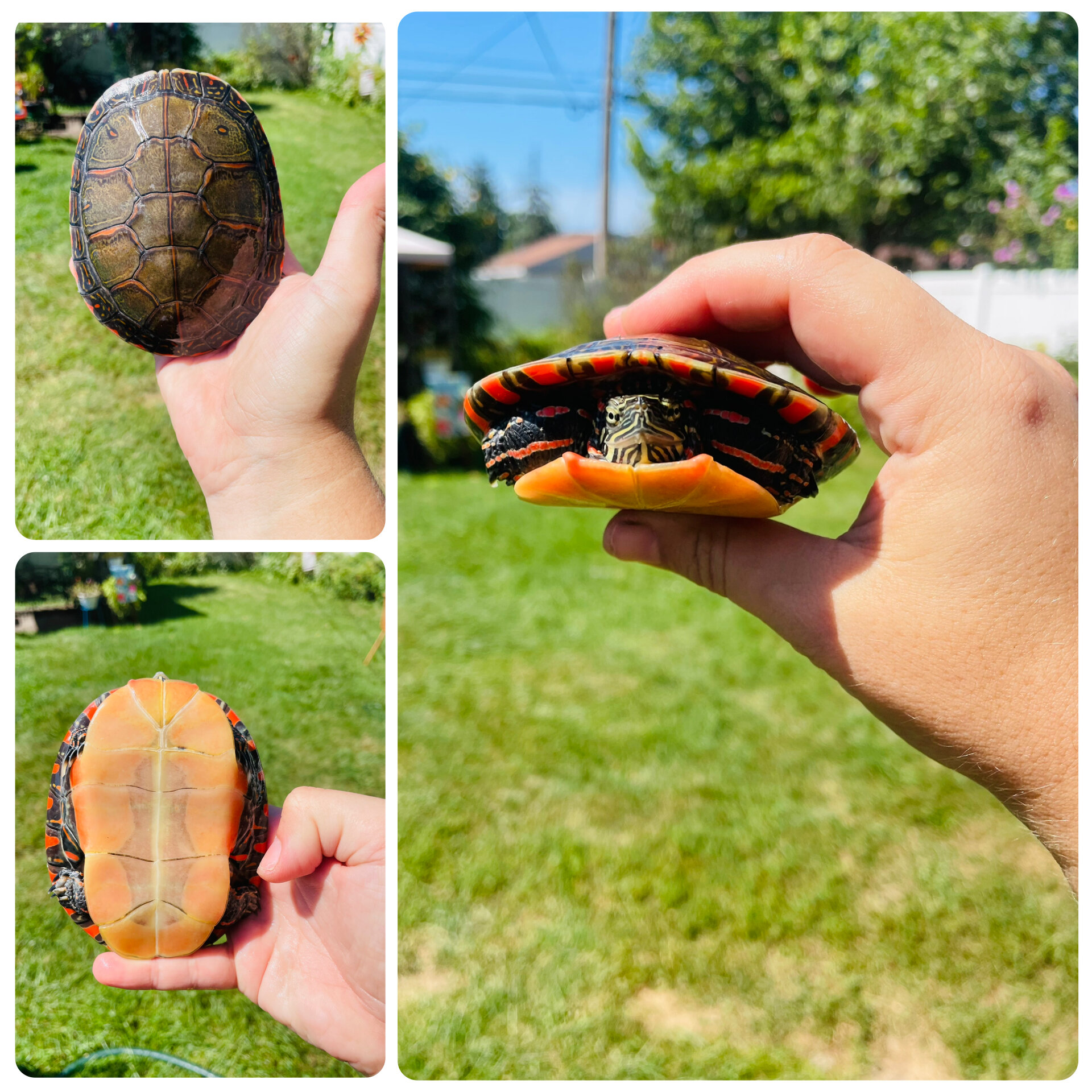 Turtle image 2