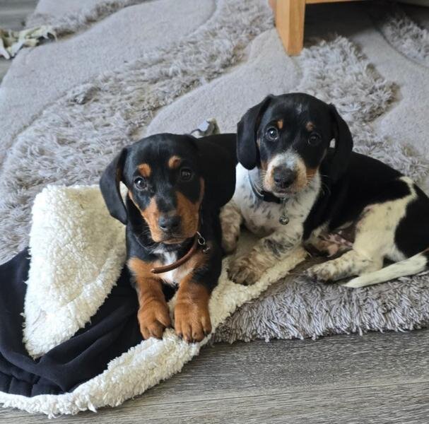 Miniature Dachshunds image 3