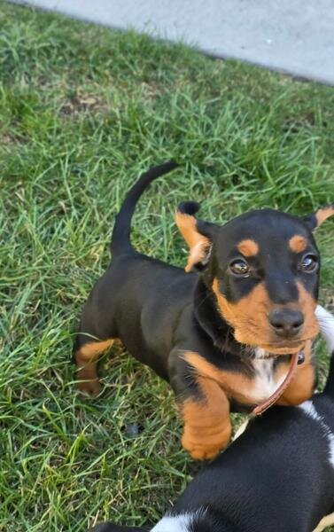 Miniature Dachshunds image 1