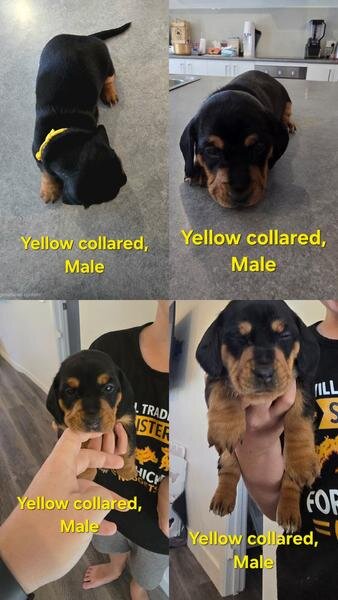 Miniature Dachshunds image 2
