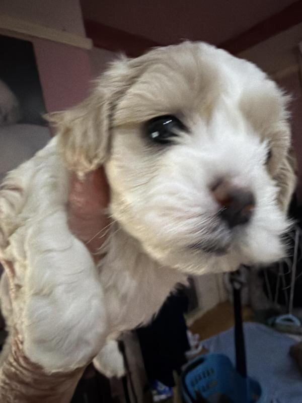 Cavadoole. Minimaltese puppies image 1