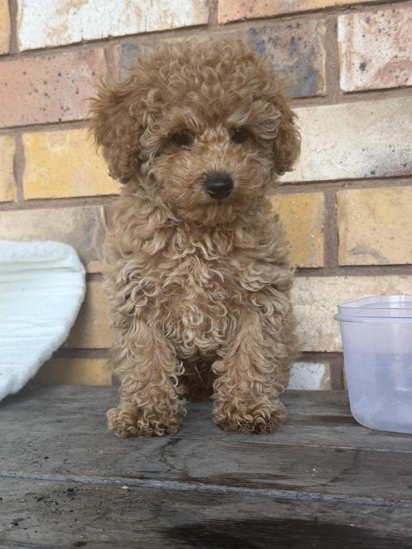 Male toy Cavoodle ready now image 2