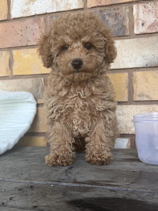 Male toy Cavoodle ready now image 1