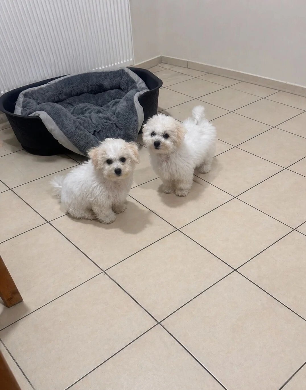 Bichon frise Puppies image 1