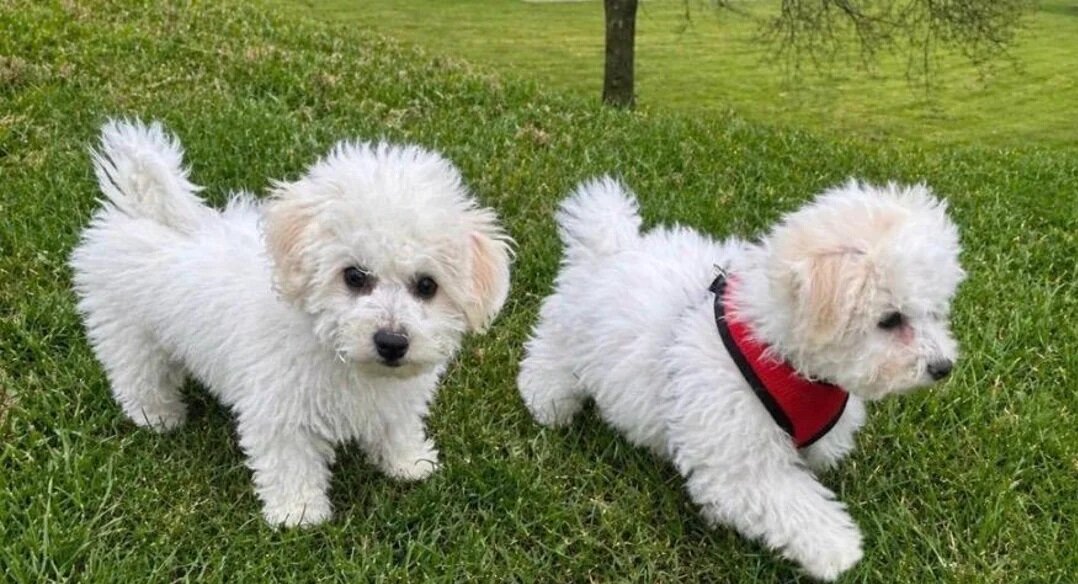 Bichon frise Puppies image 2
