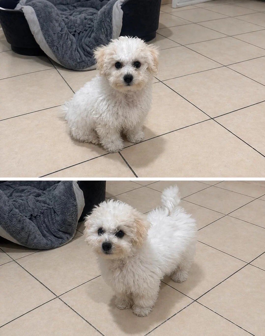 Bichon frise Puppies image 3