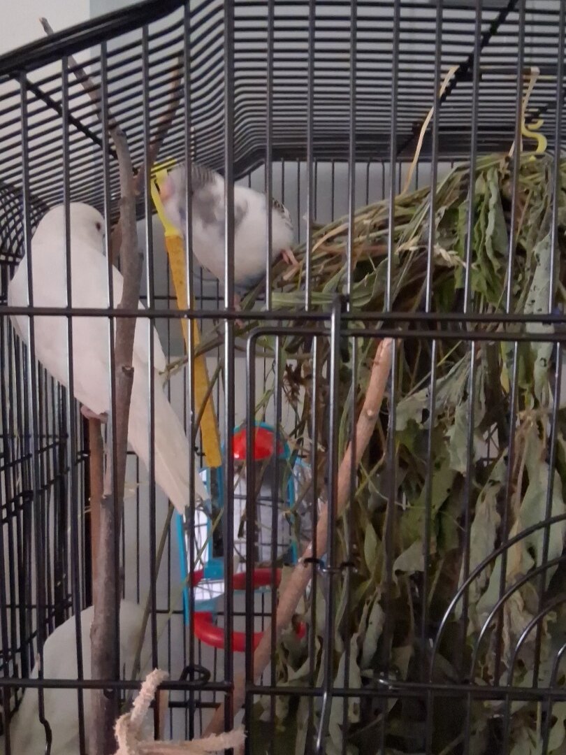 birds image 1