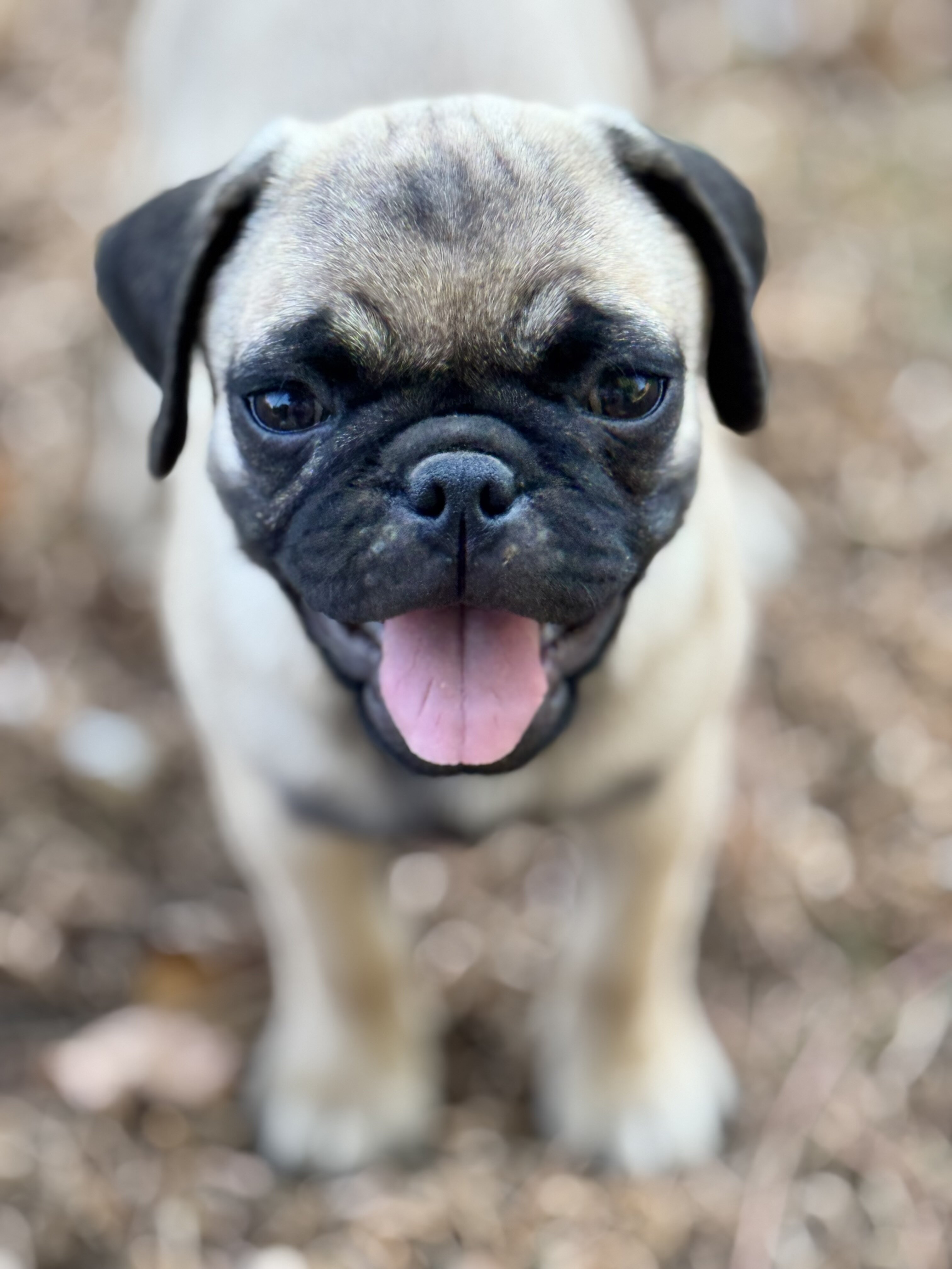 Pug puppies image 3