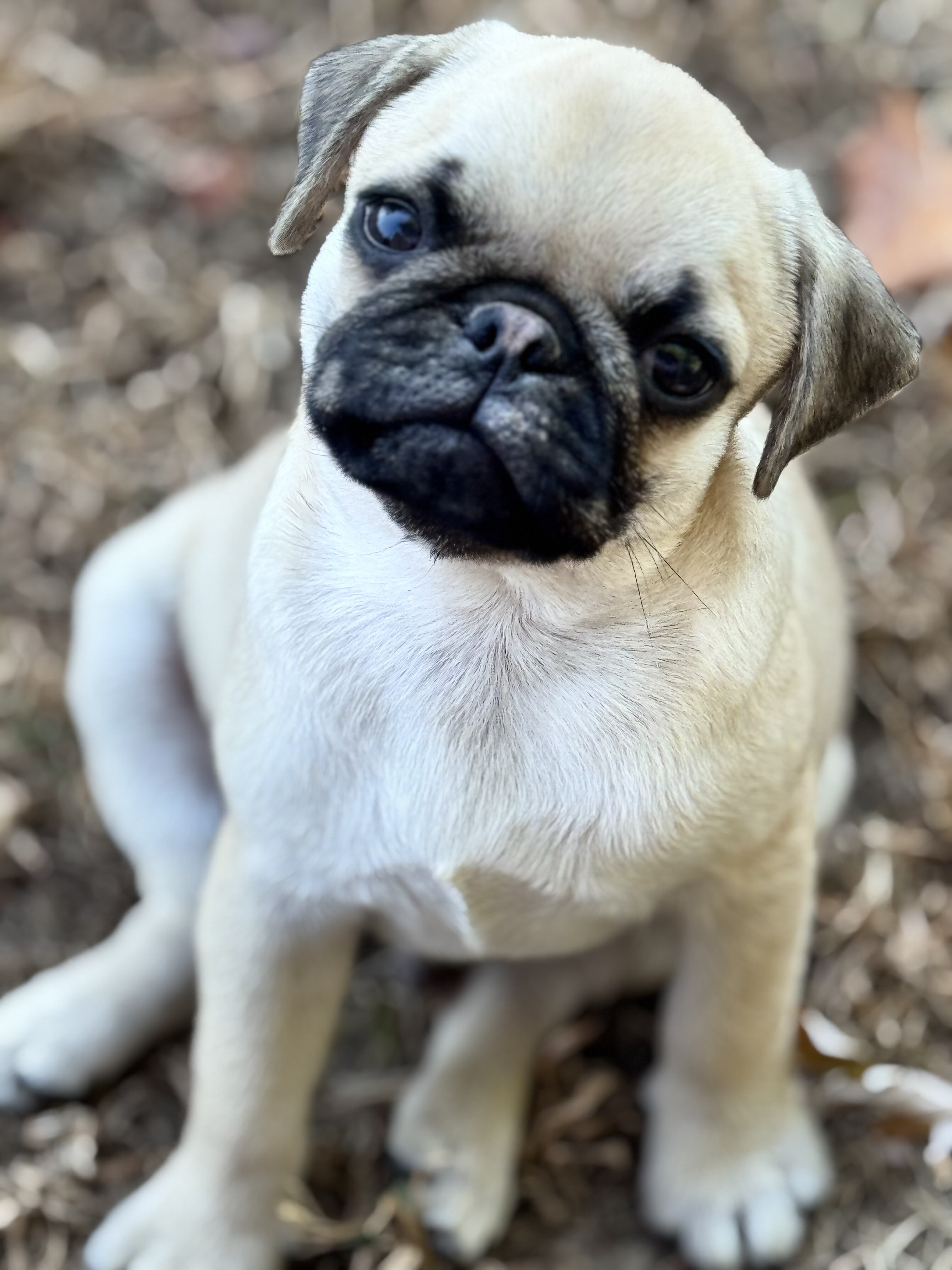 Pug puppies image 1