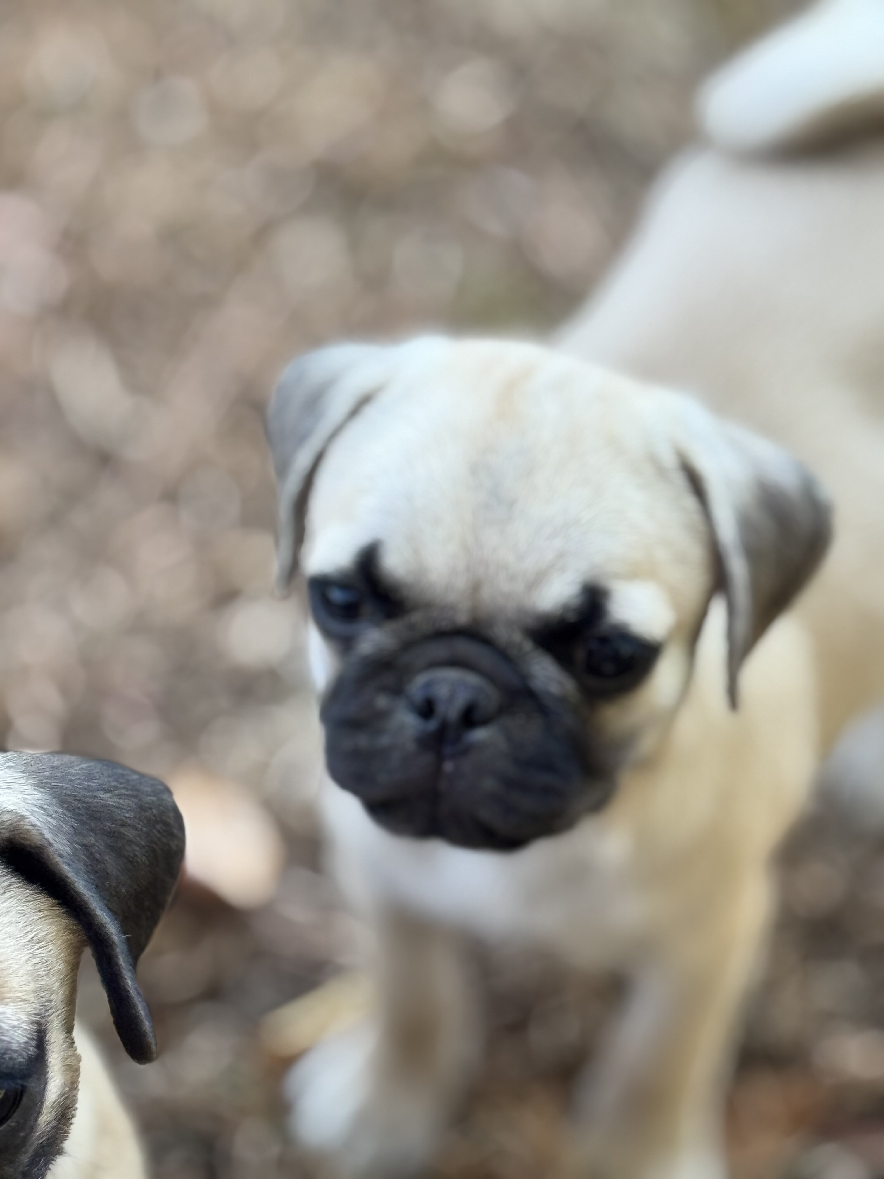 Pug puppies image 2