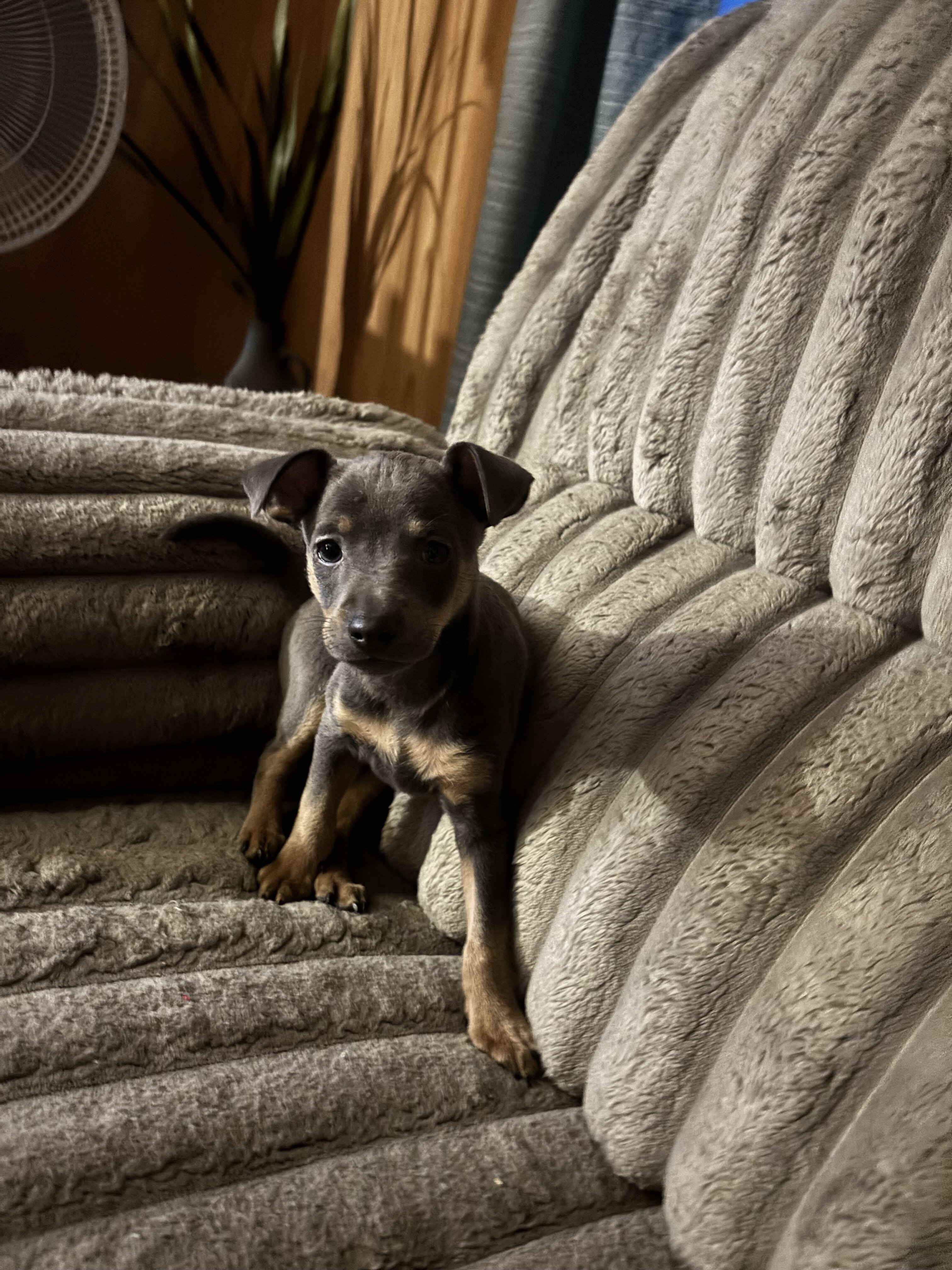 Mini Pin Puppies image 1