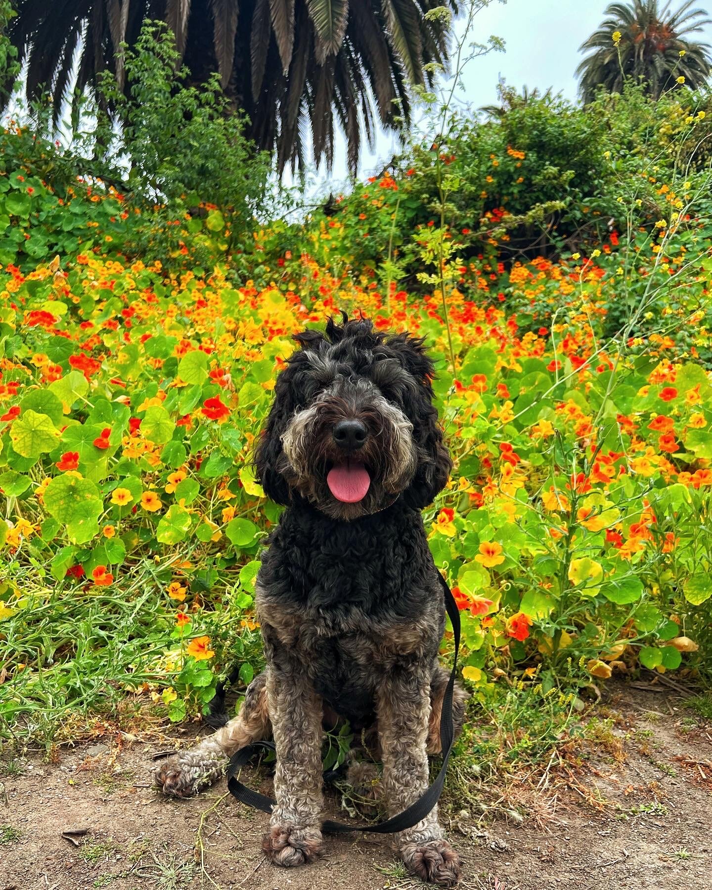 Bernedoodle image 4