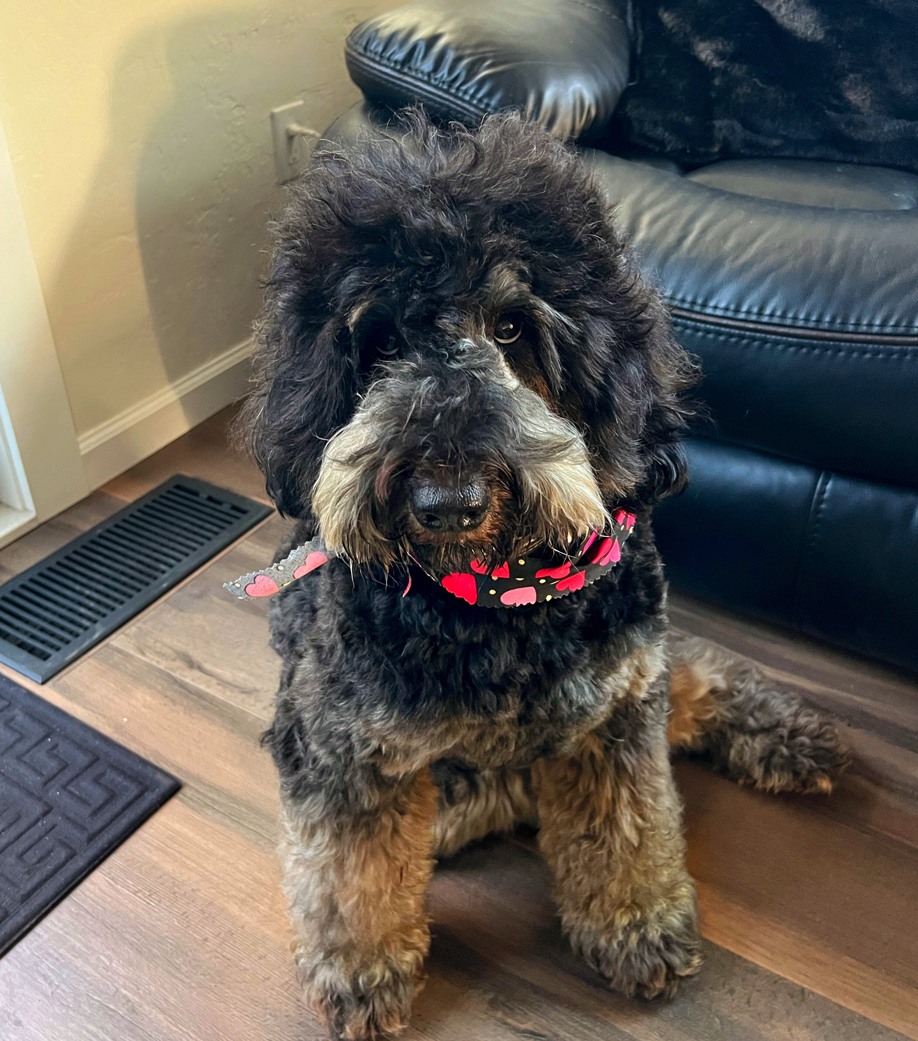 Bernedoodle image 5