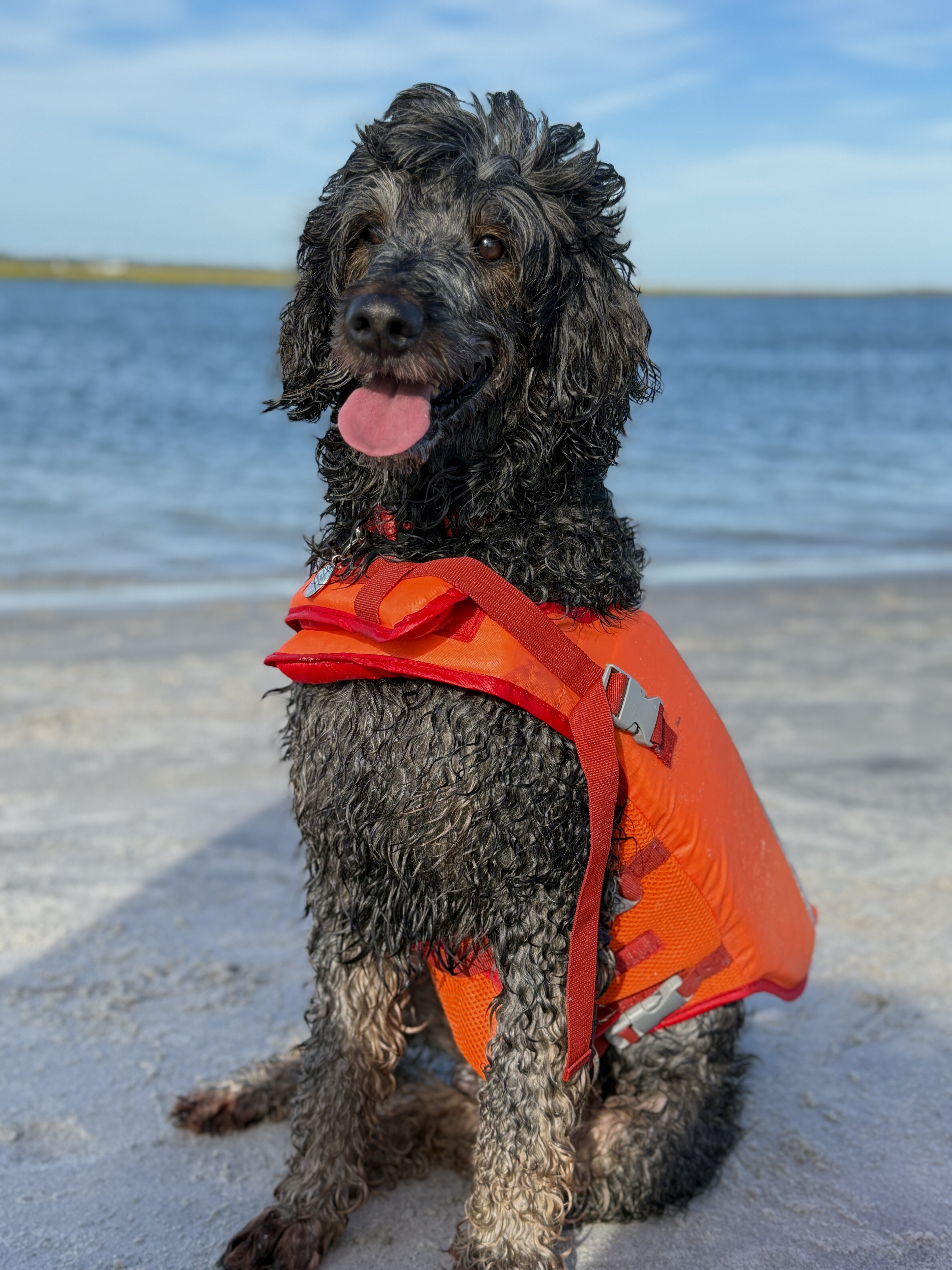 Bernedoodle image 1