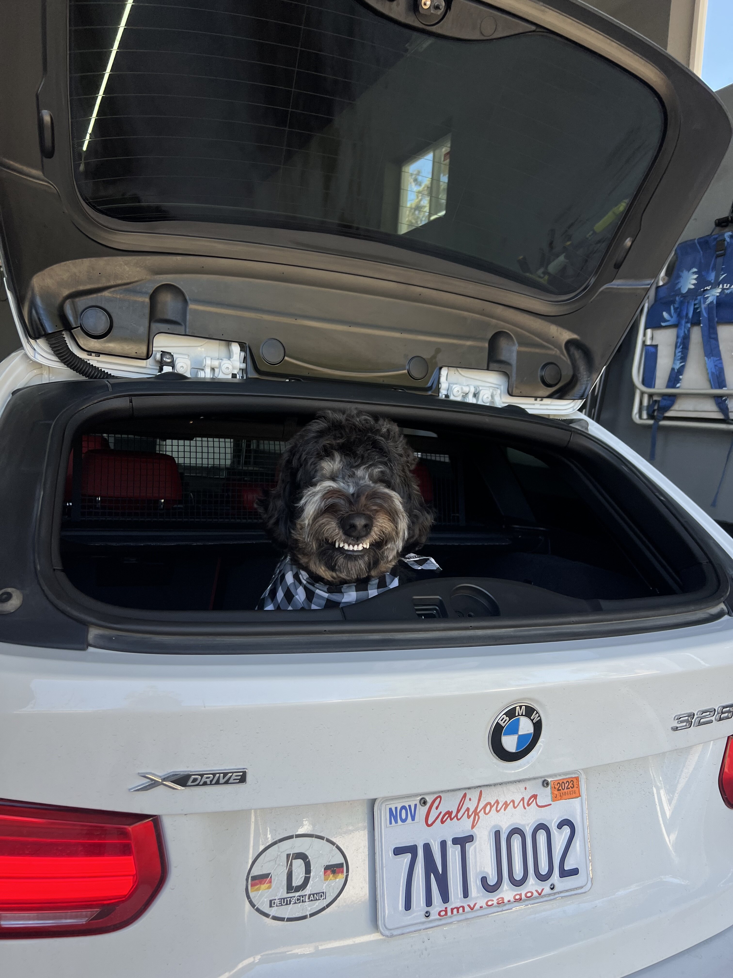 Bernedoodle image 2