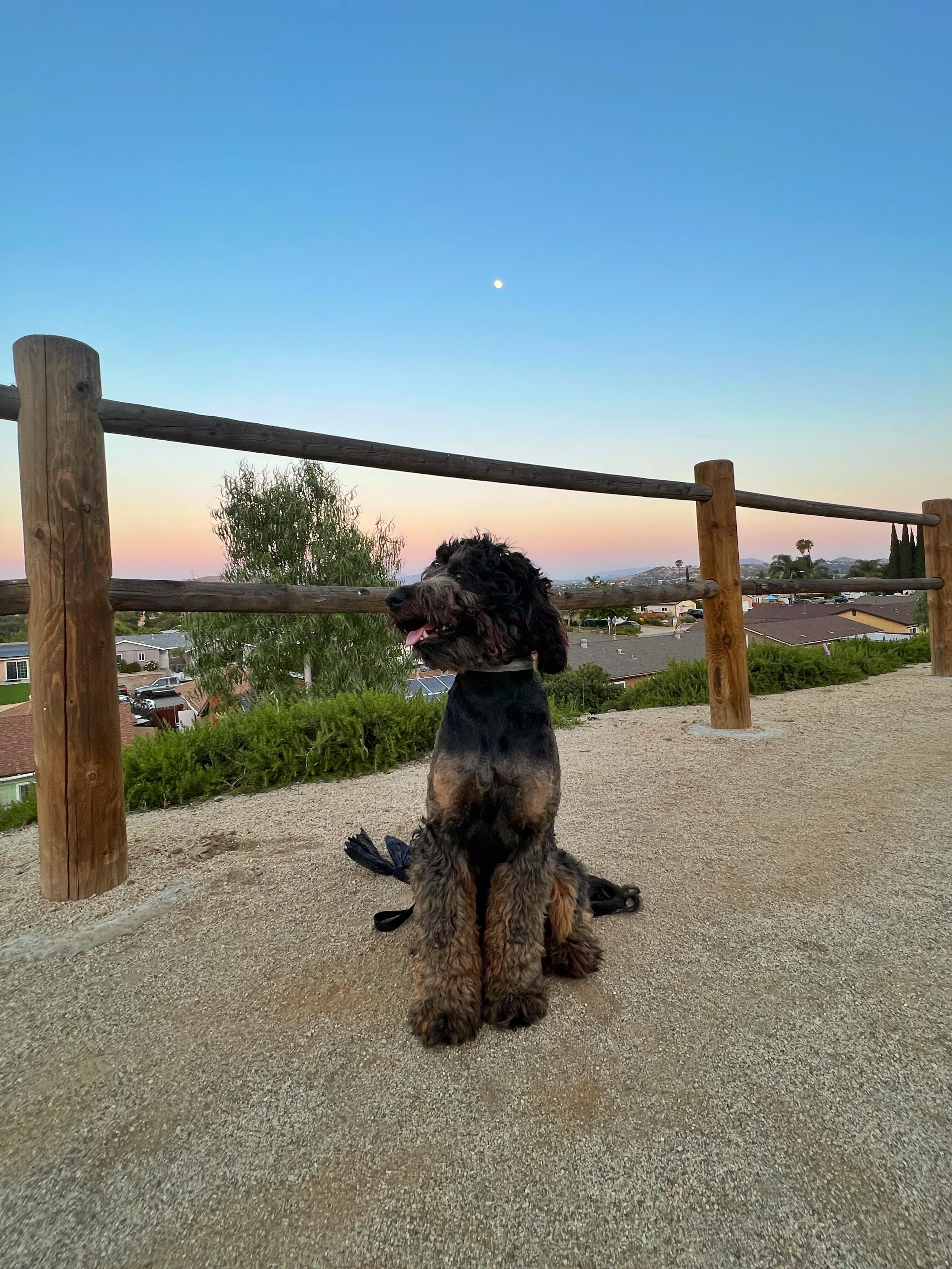Bernedoodle image 6