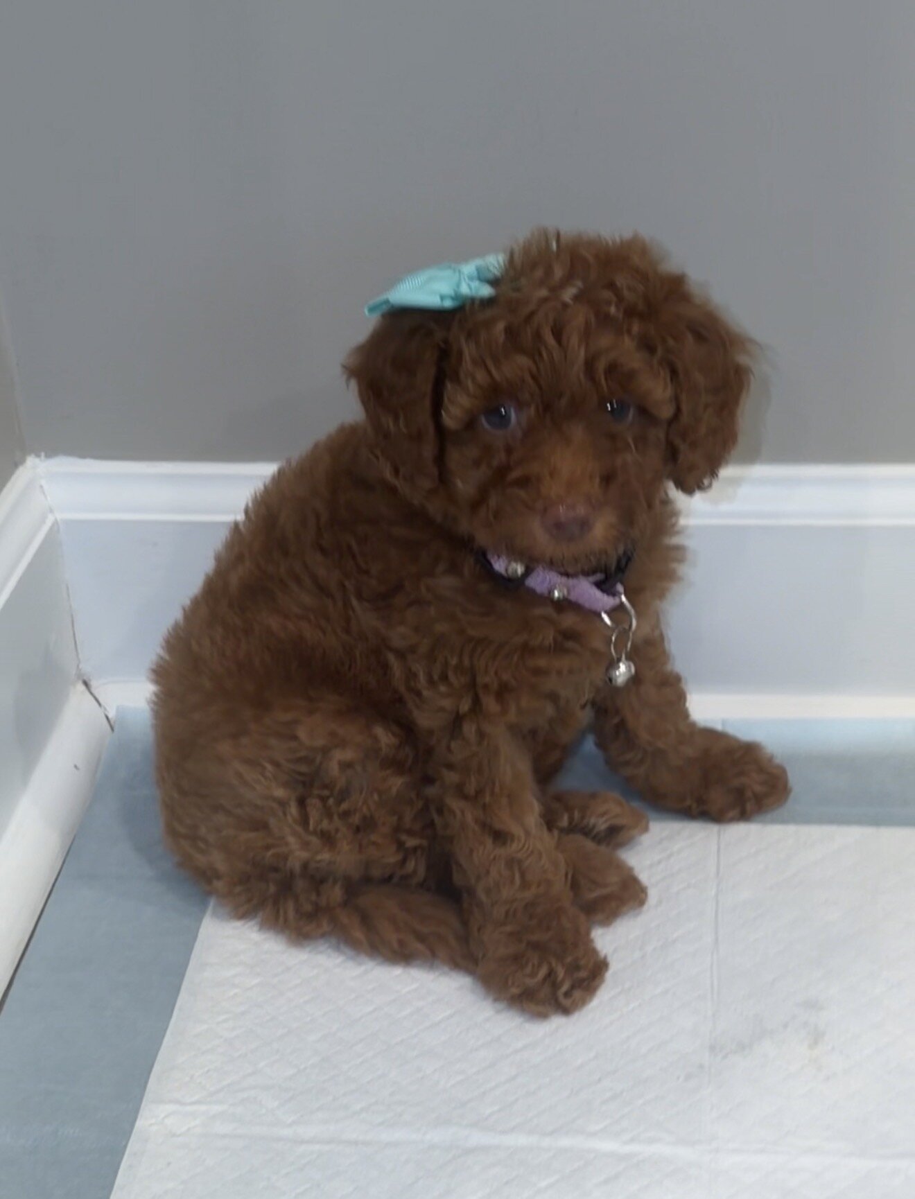Mini golden doodle image 1