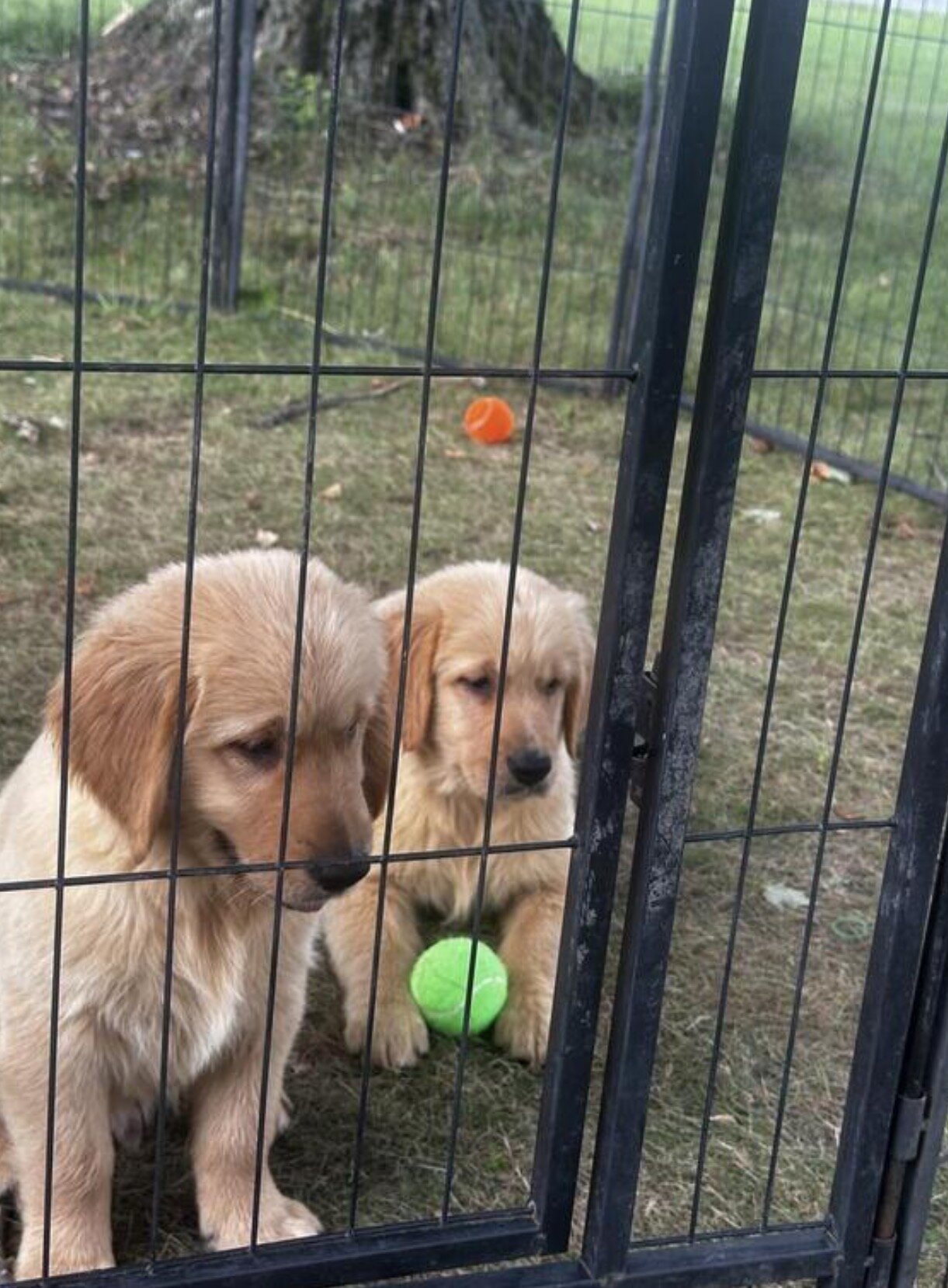 Golden retriever puppies image 1