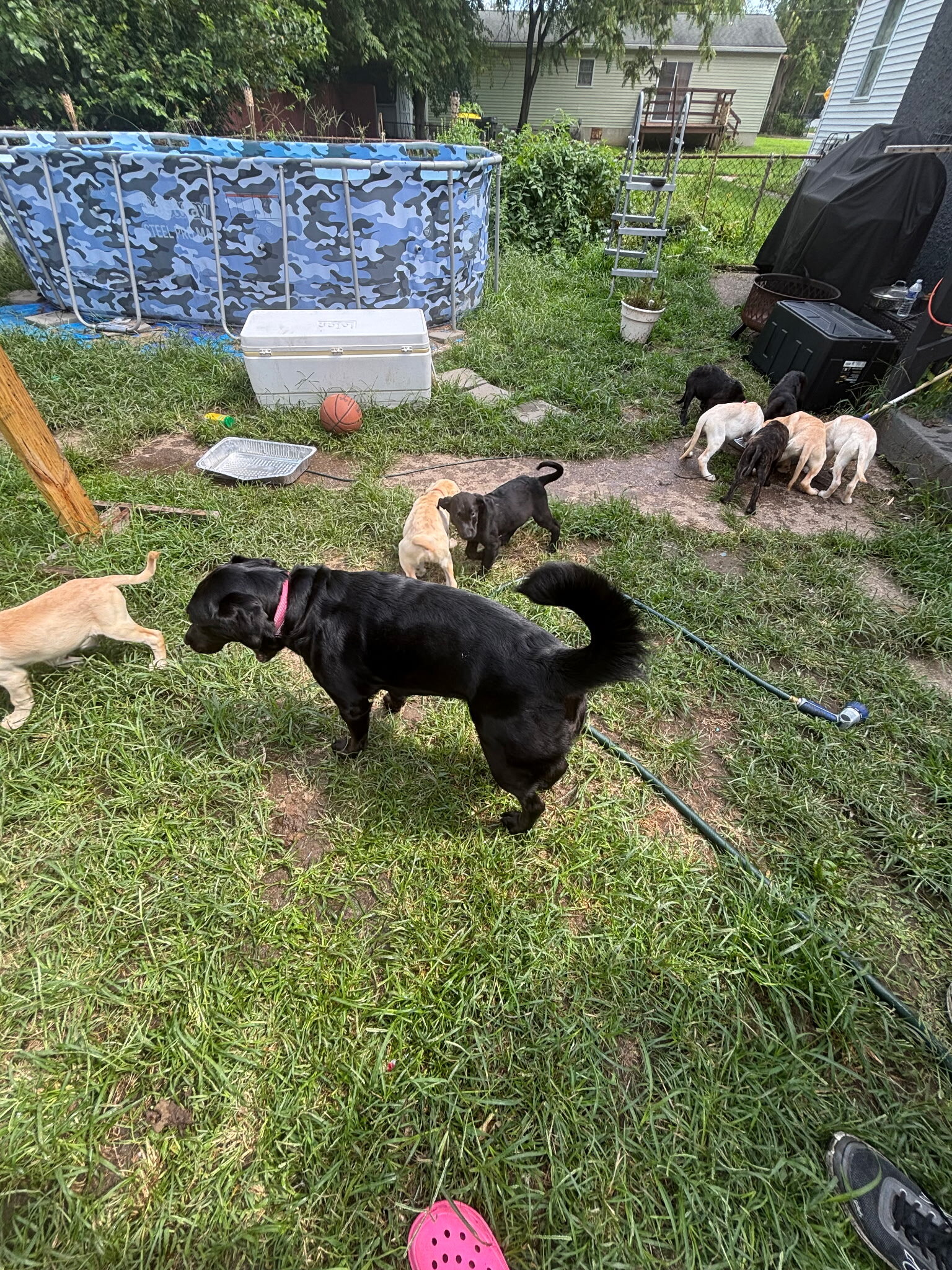 Lab puppies image 6