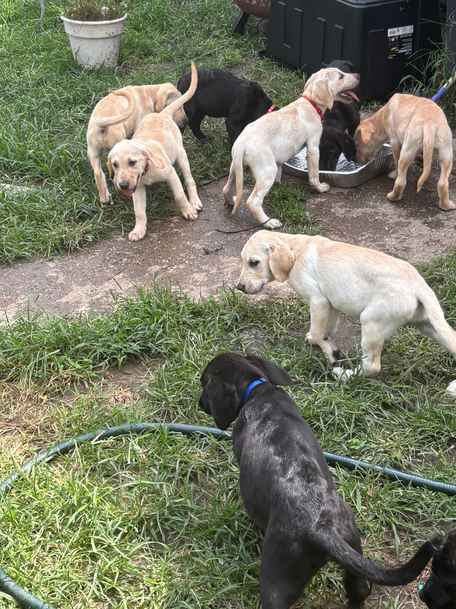 Lab puppies image 5