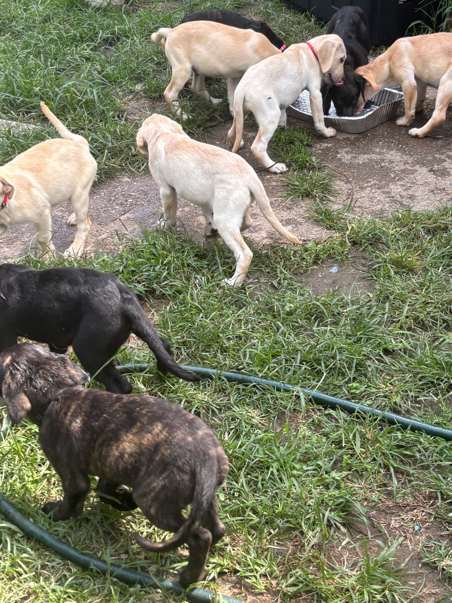 Lab puppies image 4