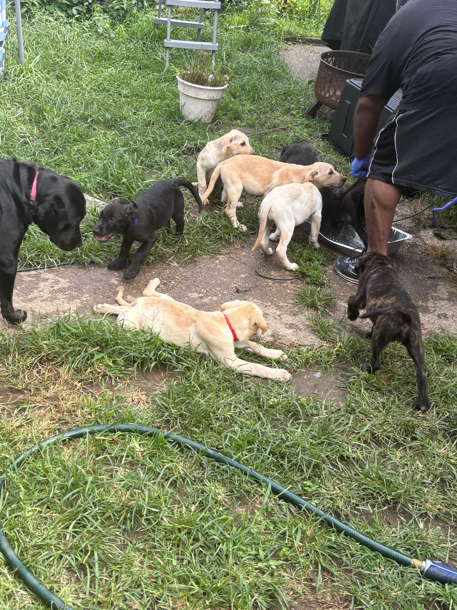 Lab puppies image 3