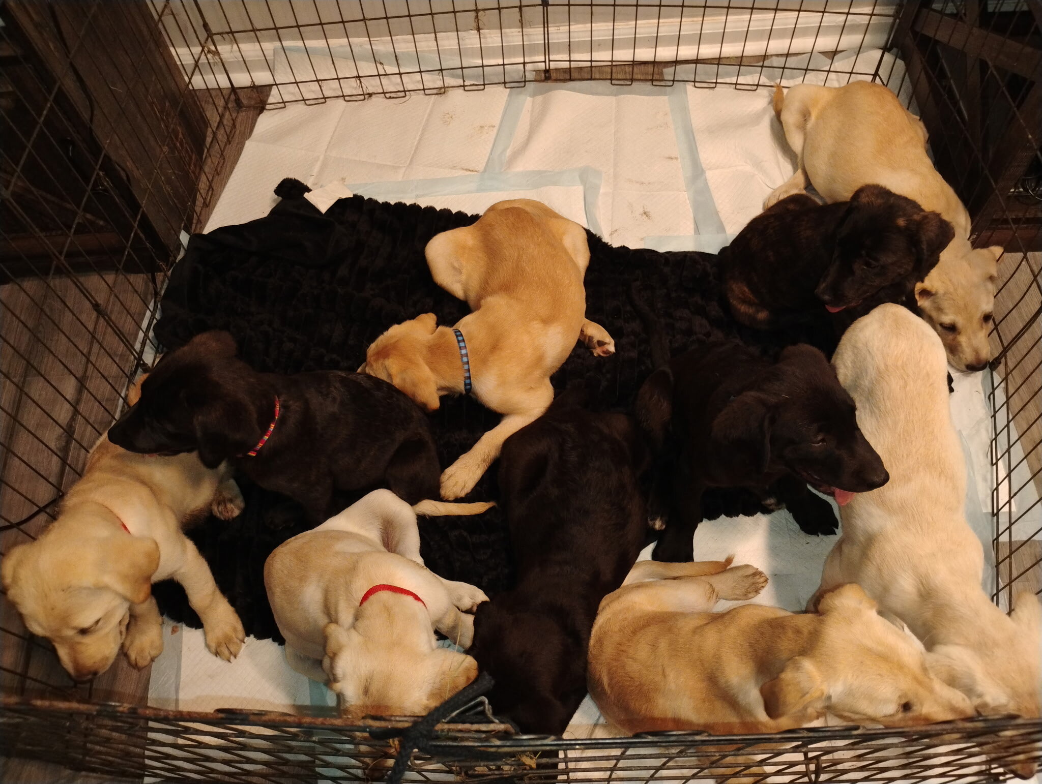 Lab puppies image 2