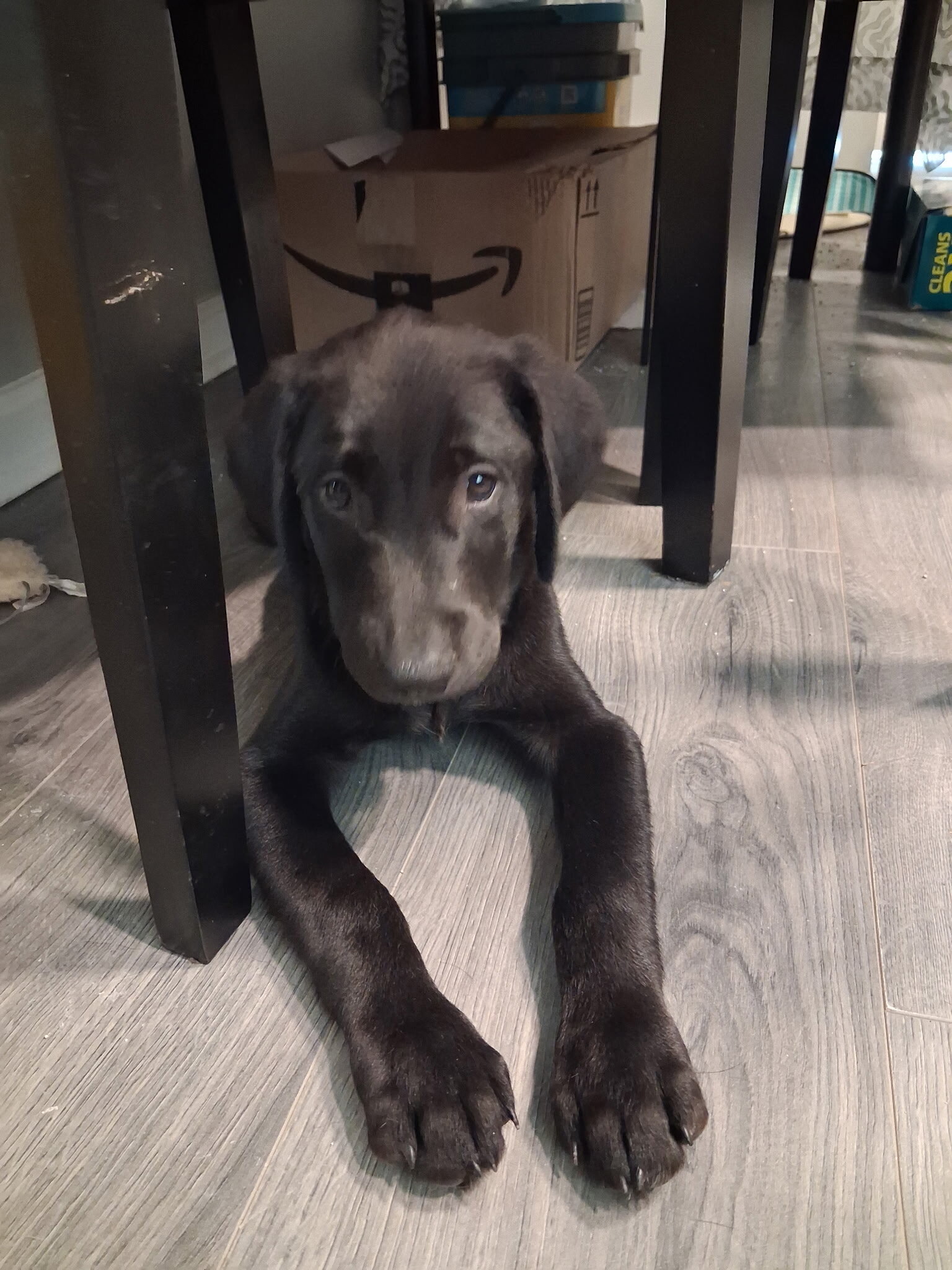 Lab puppies image 1