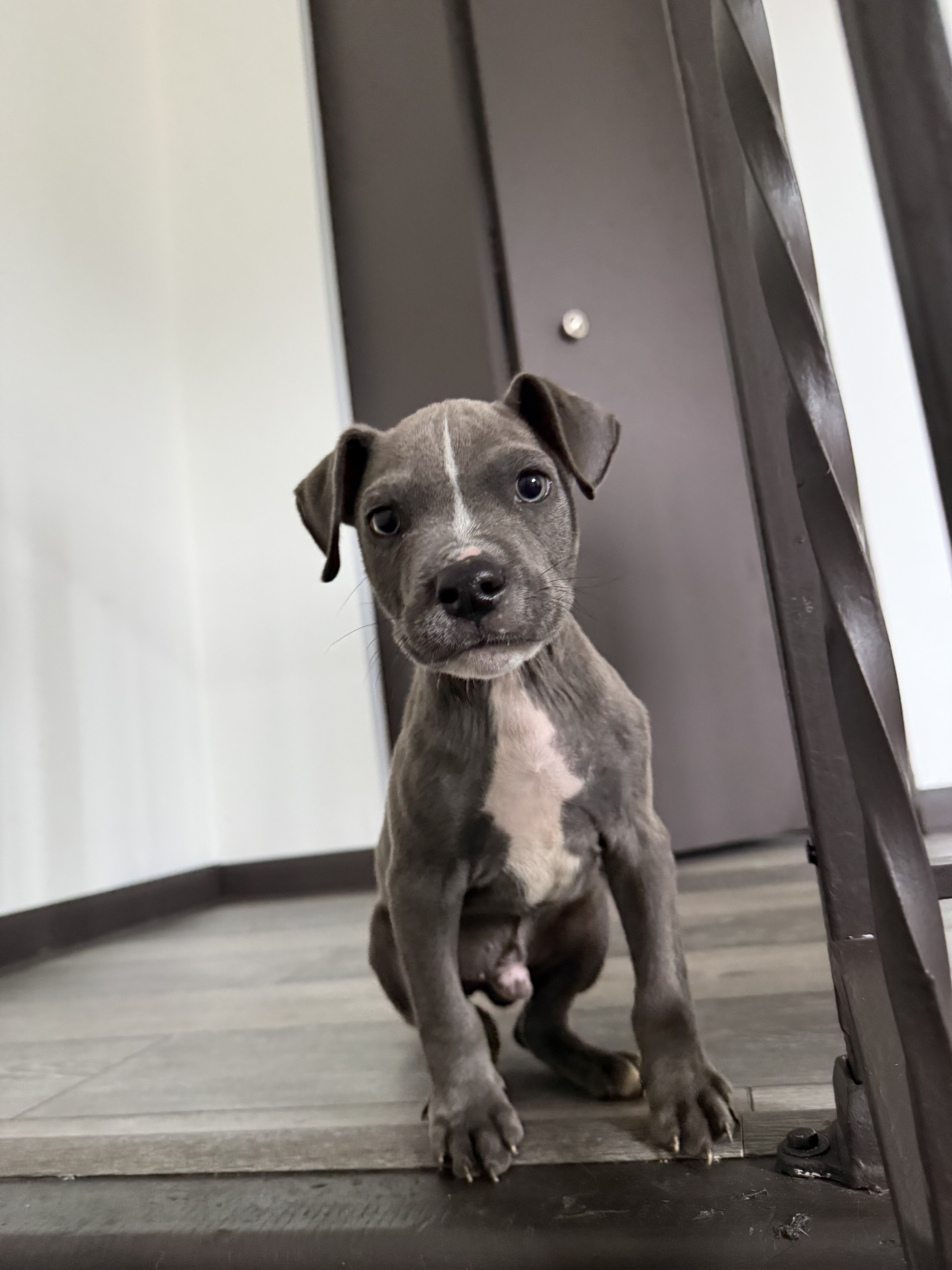 Male bully puppy image 2