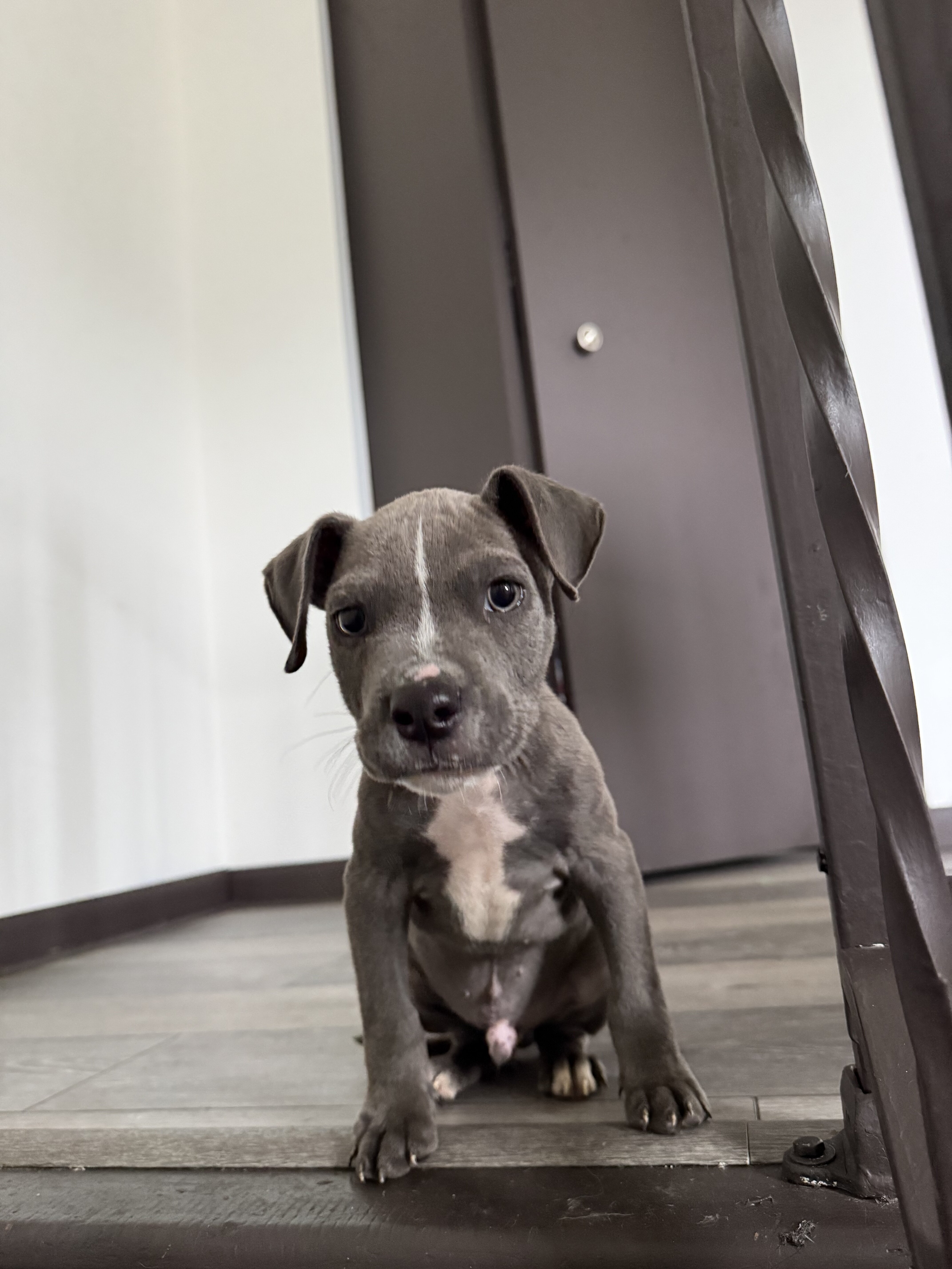 Male bully puppy image 1