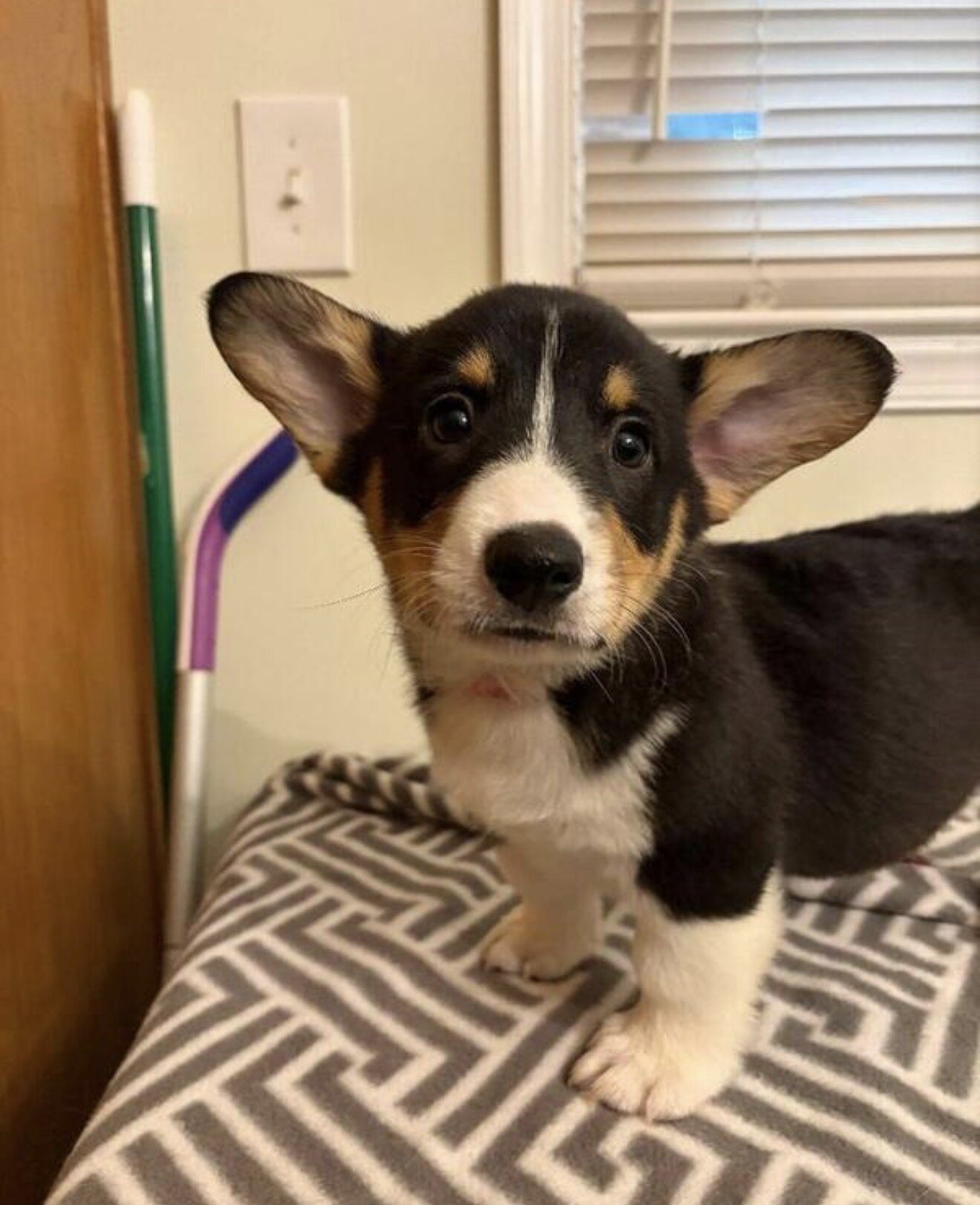 Corgi puppies image 1