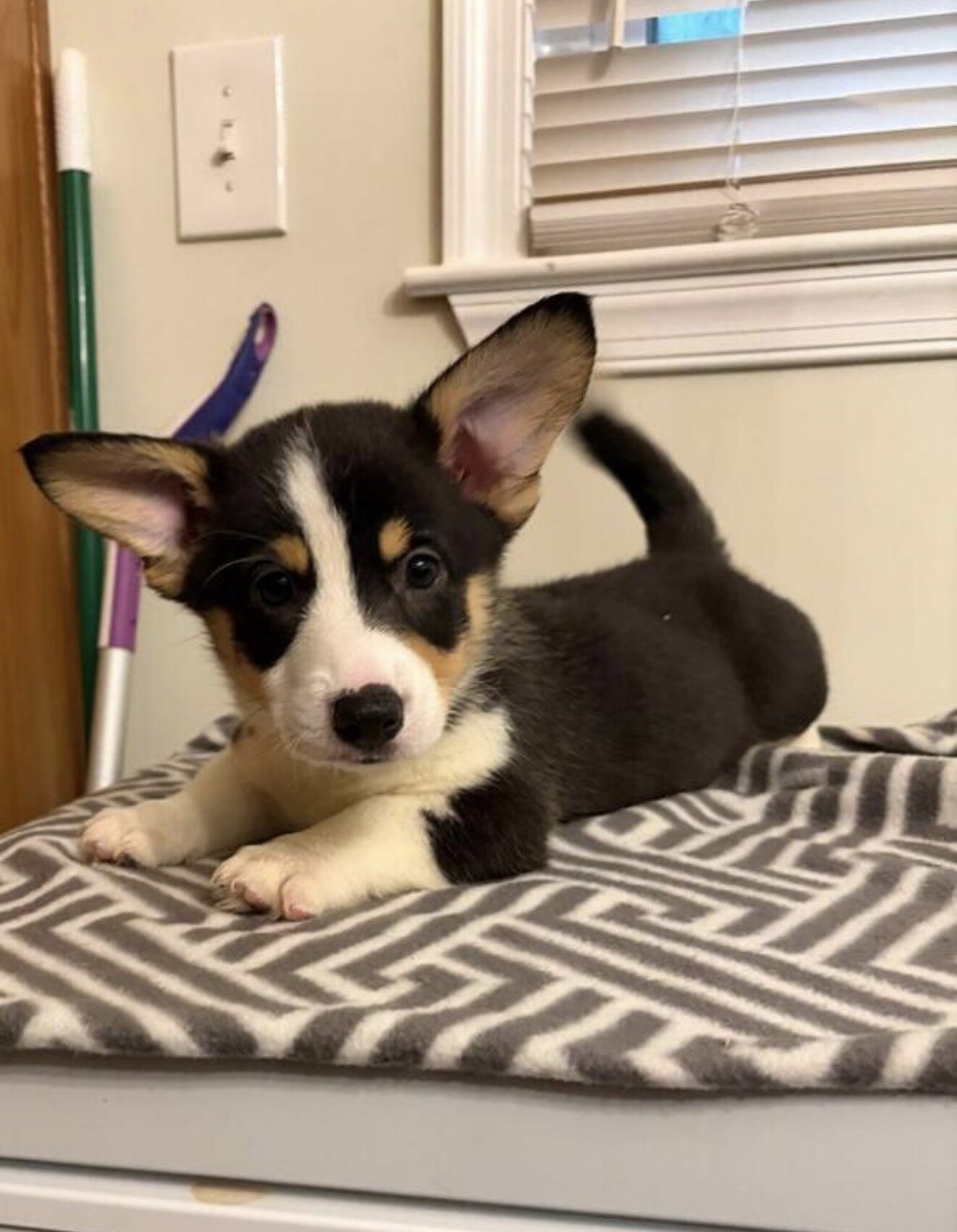 Corgi puppies image 2