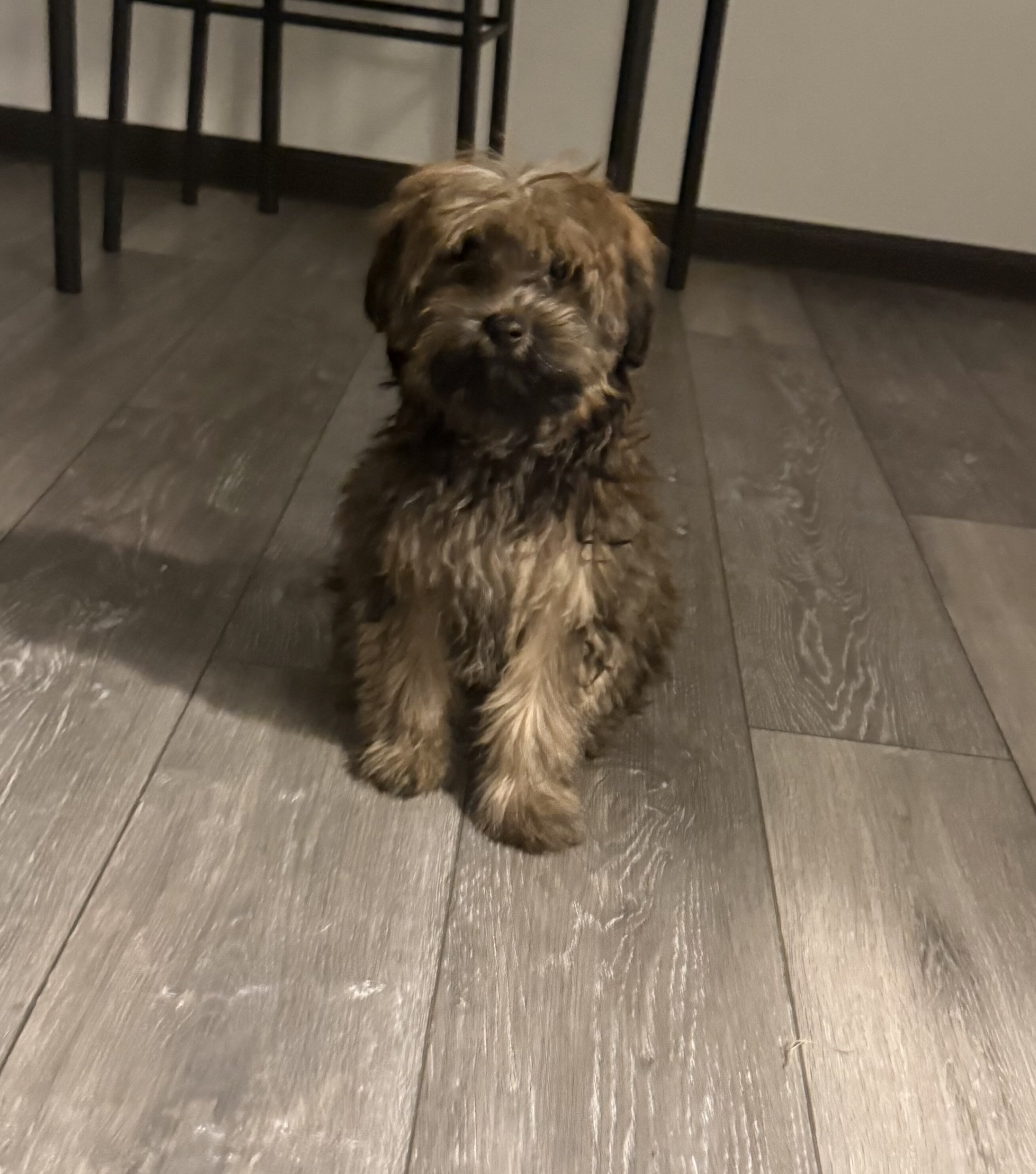 Shorkie puppy image 1