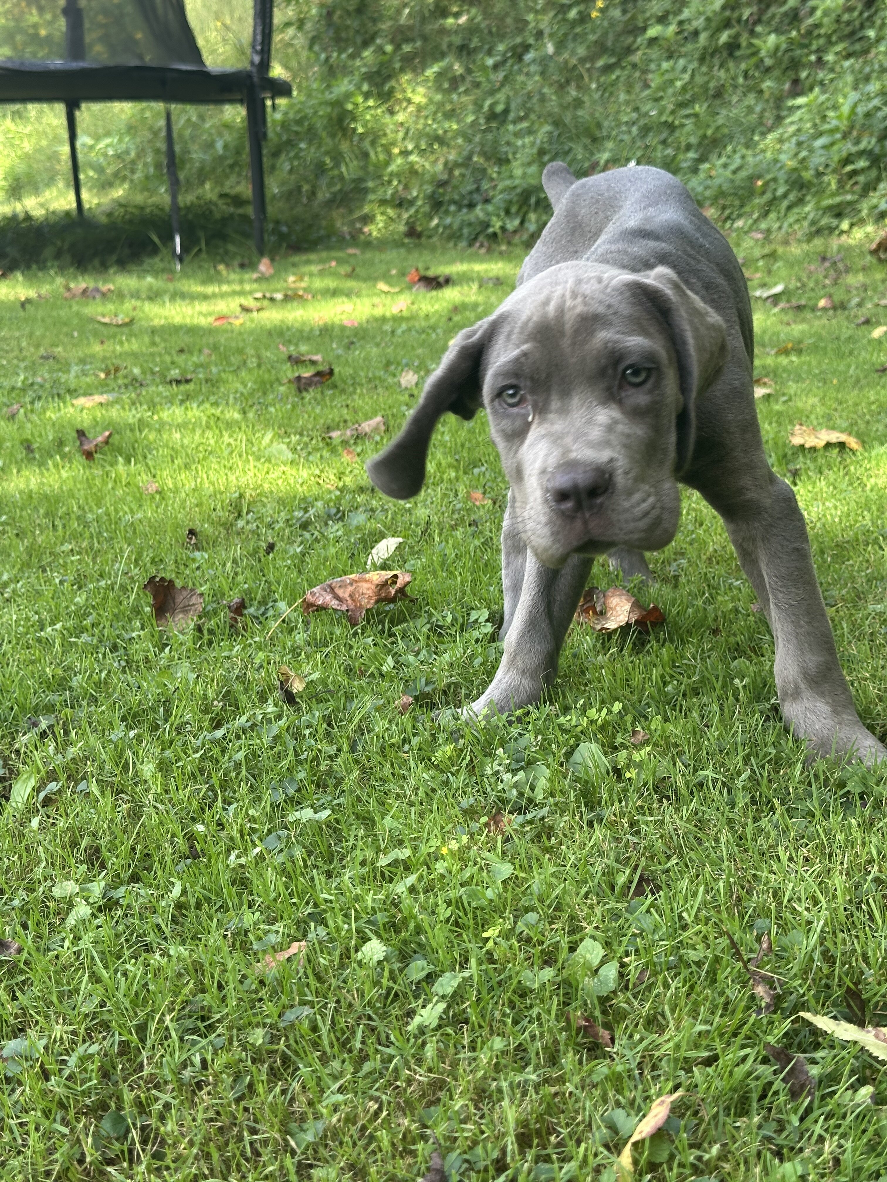 Grey male Cane Corso Zues image 1