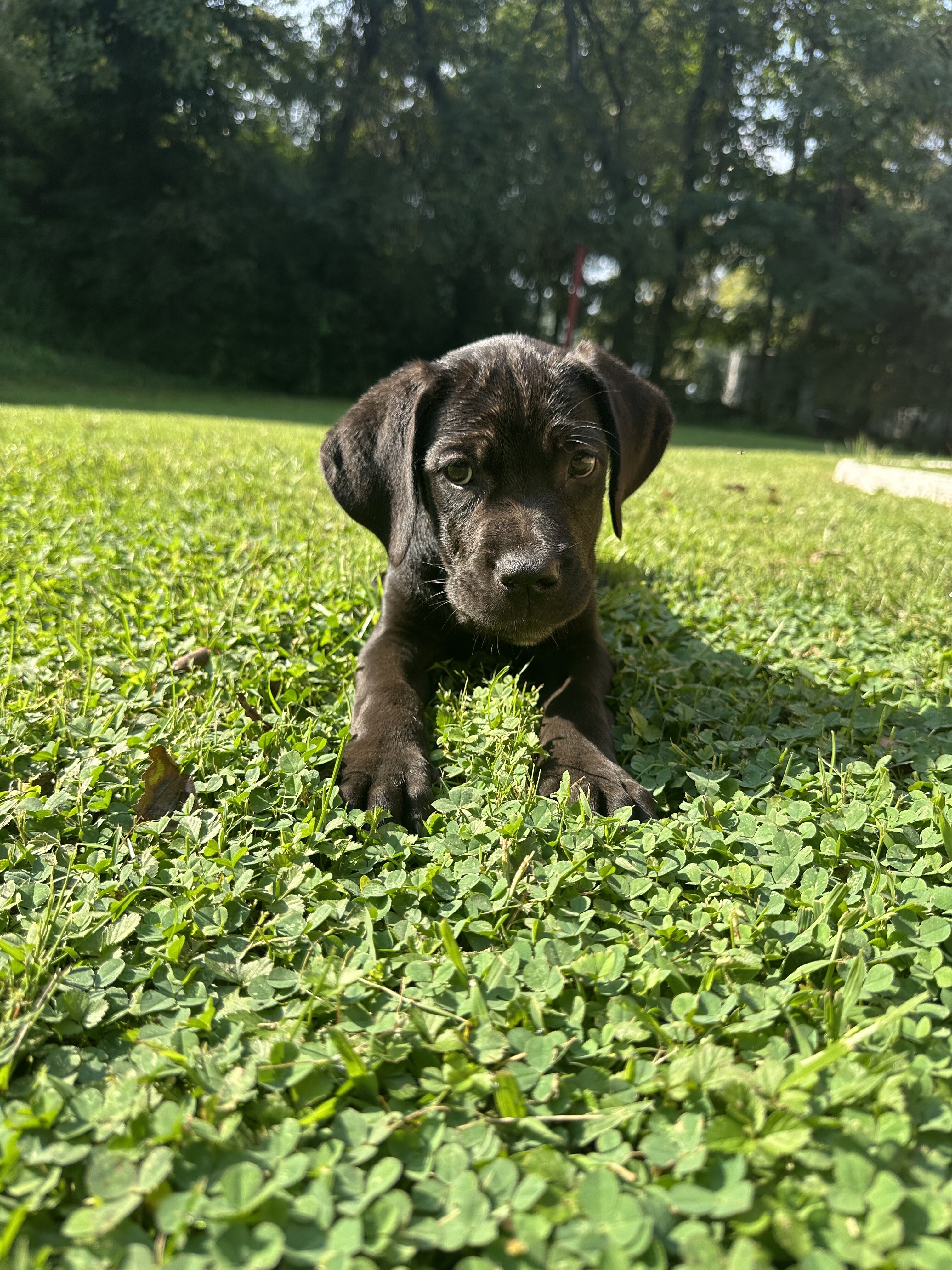 Storm black female Cane Corso image 2