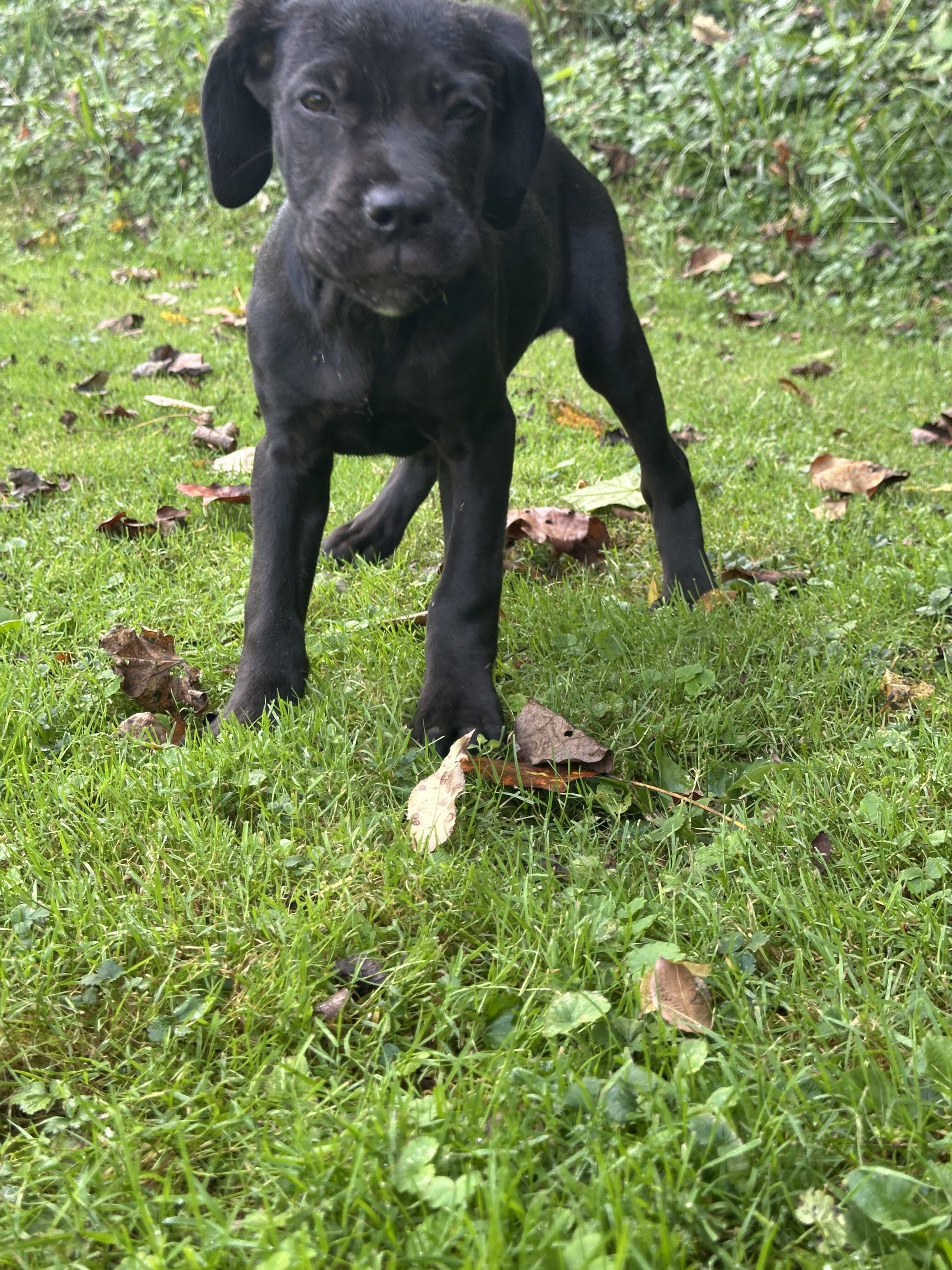 Storm black female Cane Corso image 1