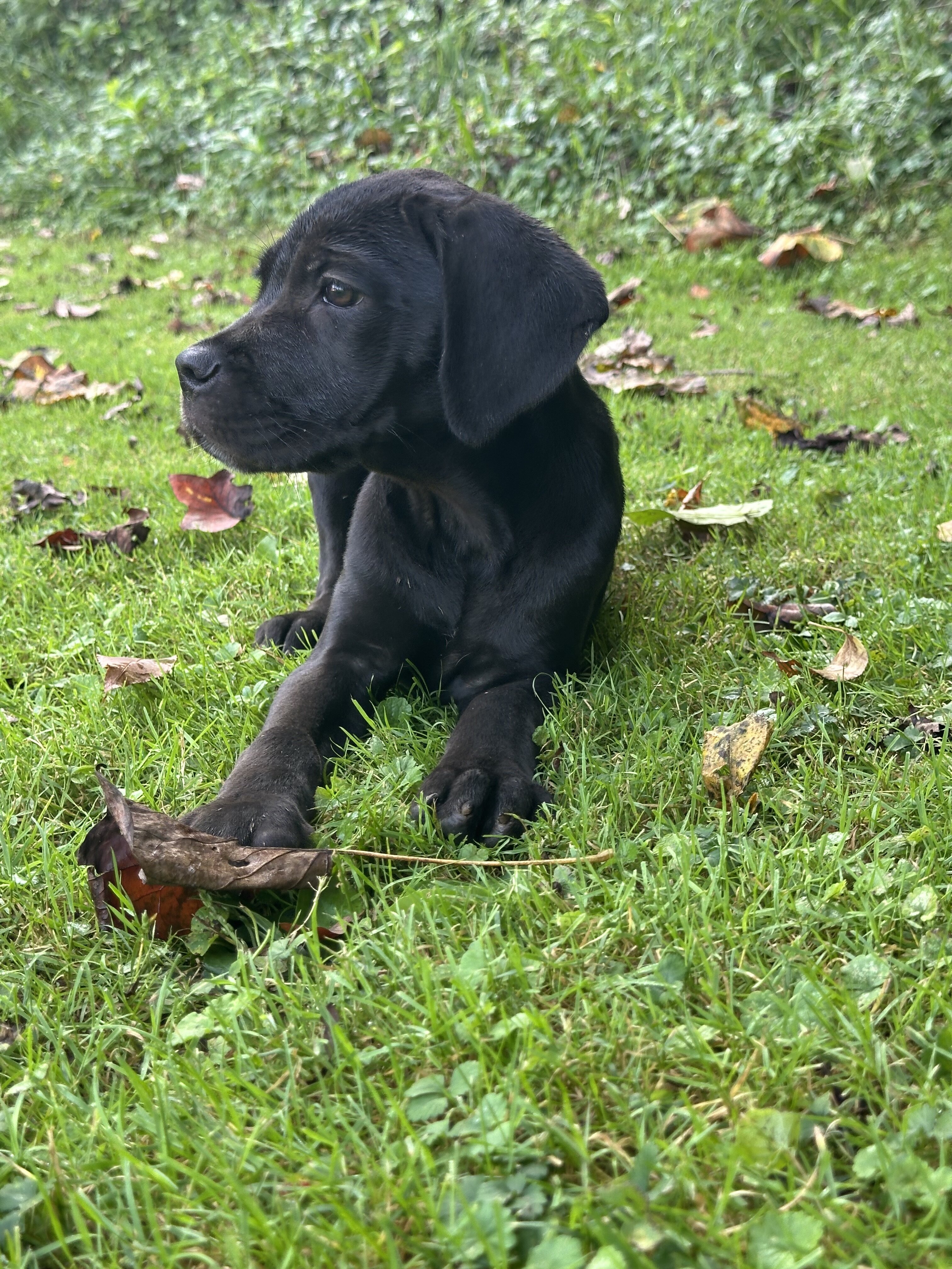 Storm black female Cane Corso image 3