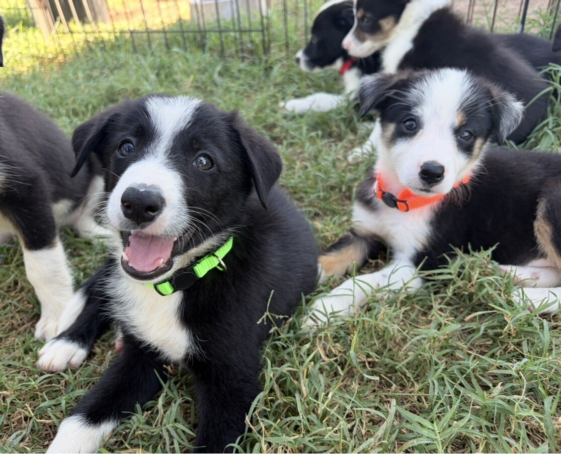 Border Collies - ABCA Registered Pure Bred image 1