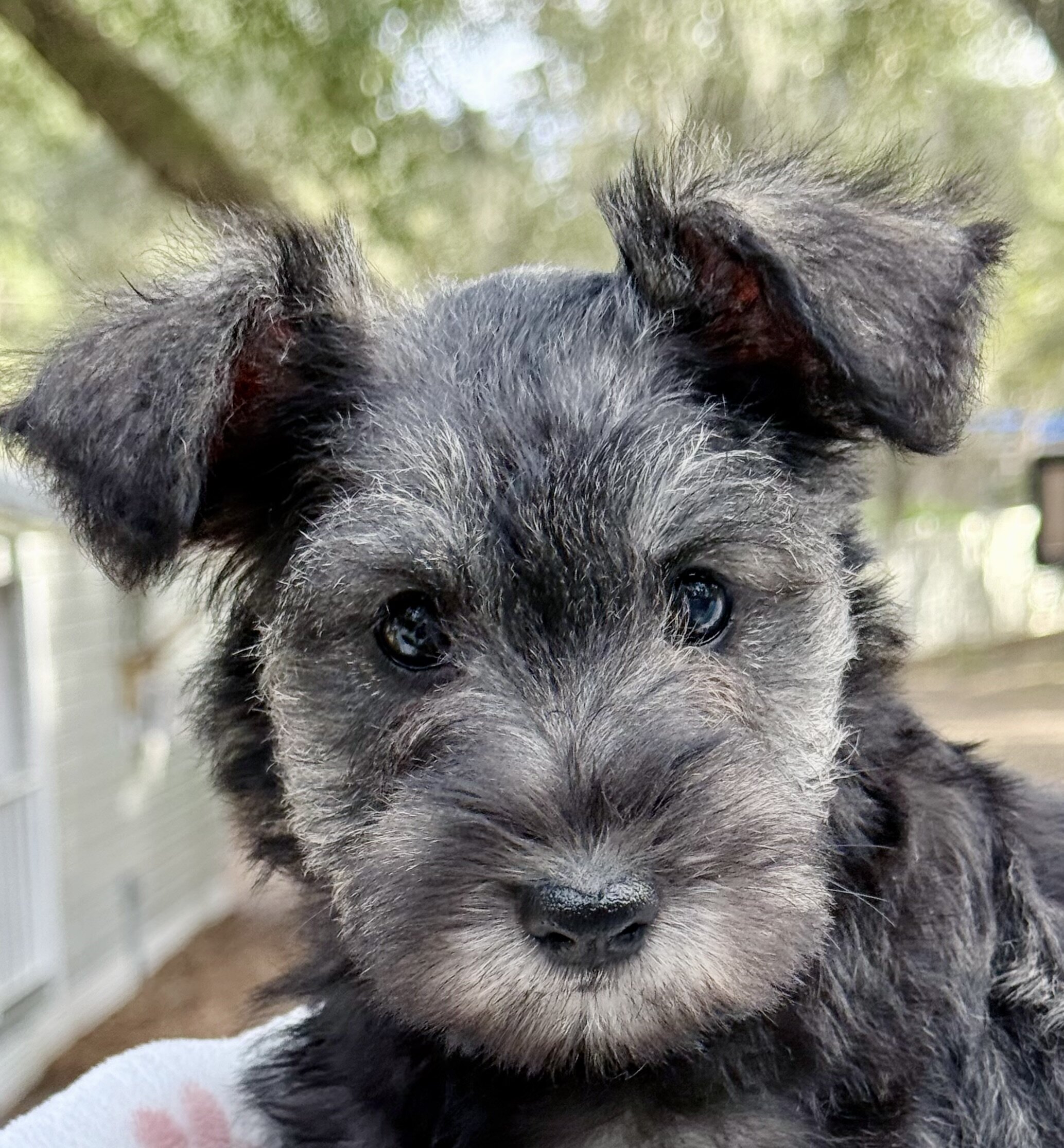 Miniature Schnauzer Puppies image 1
