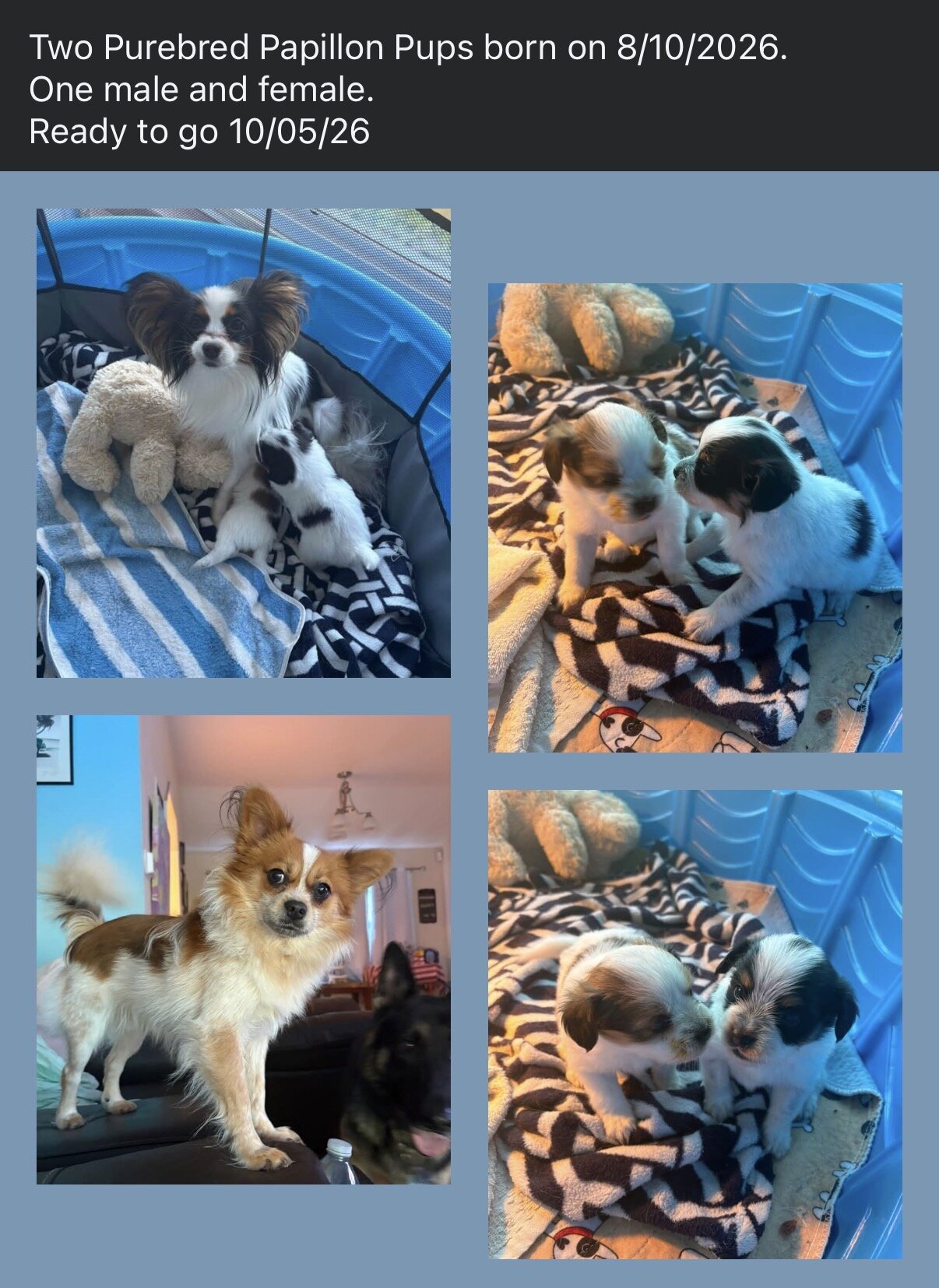 Papillion Puppies One Male One Female image 4