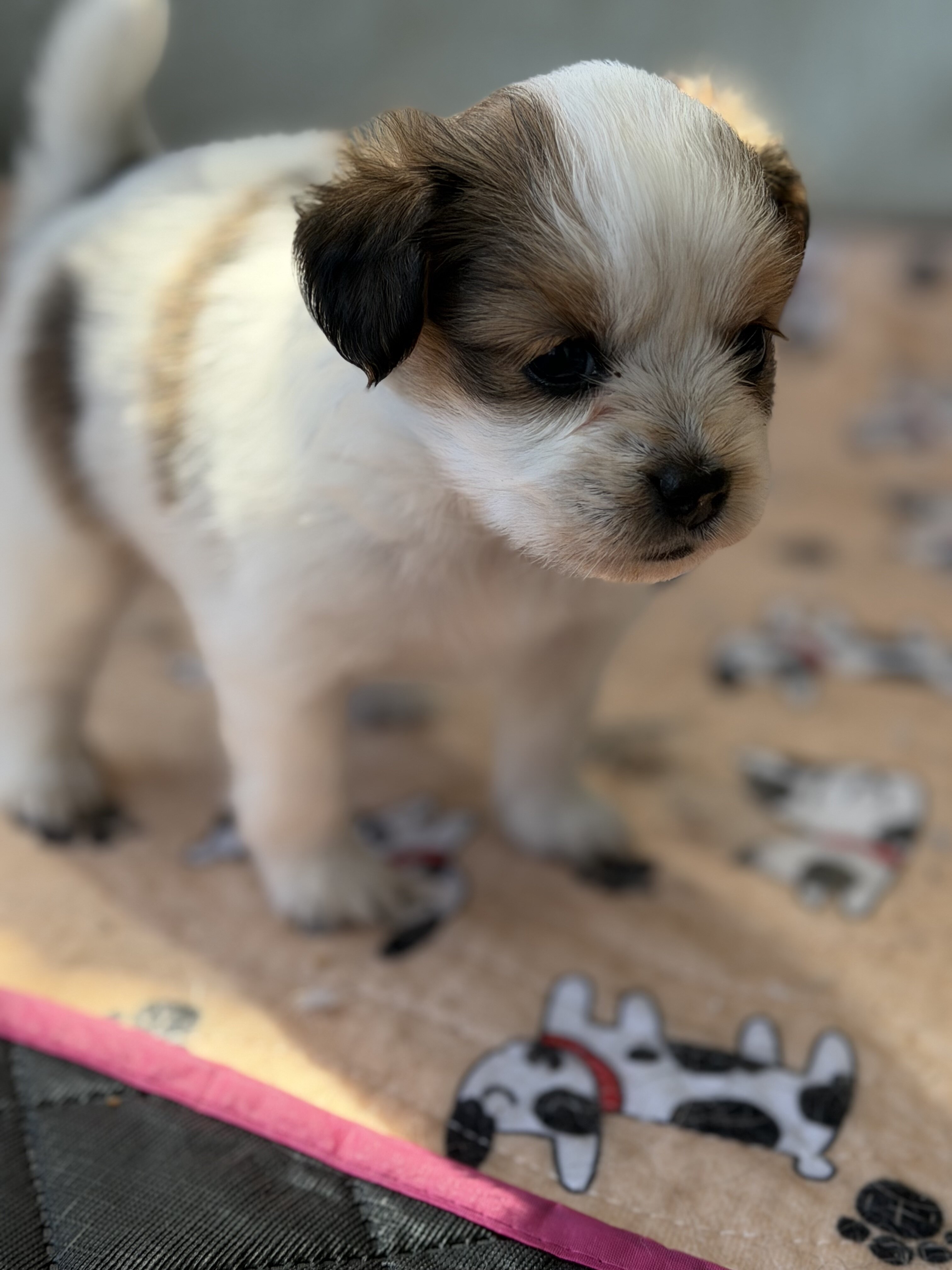 Papillion Puppies One Male One Female image 2