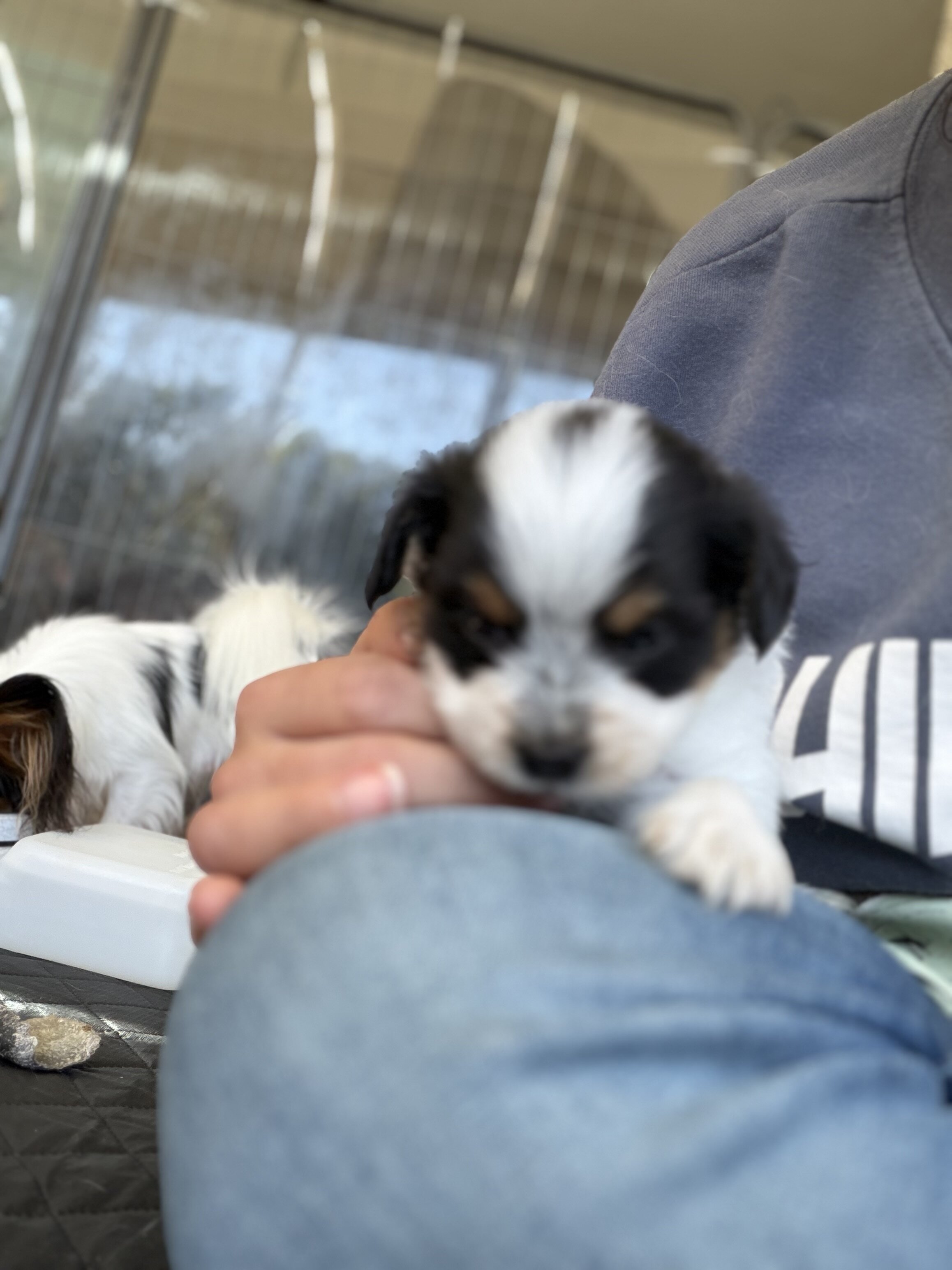 Papillion Puppies One Male One Female image 5