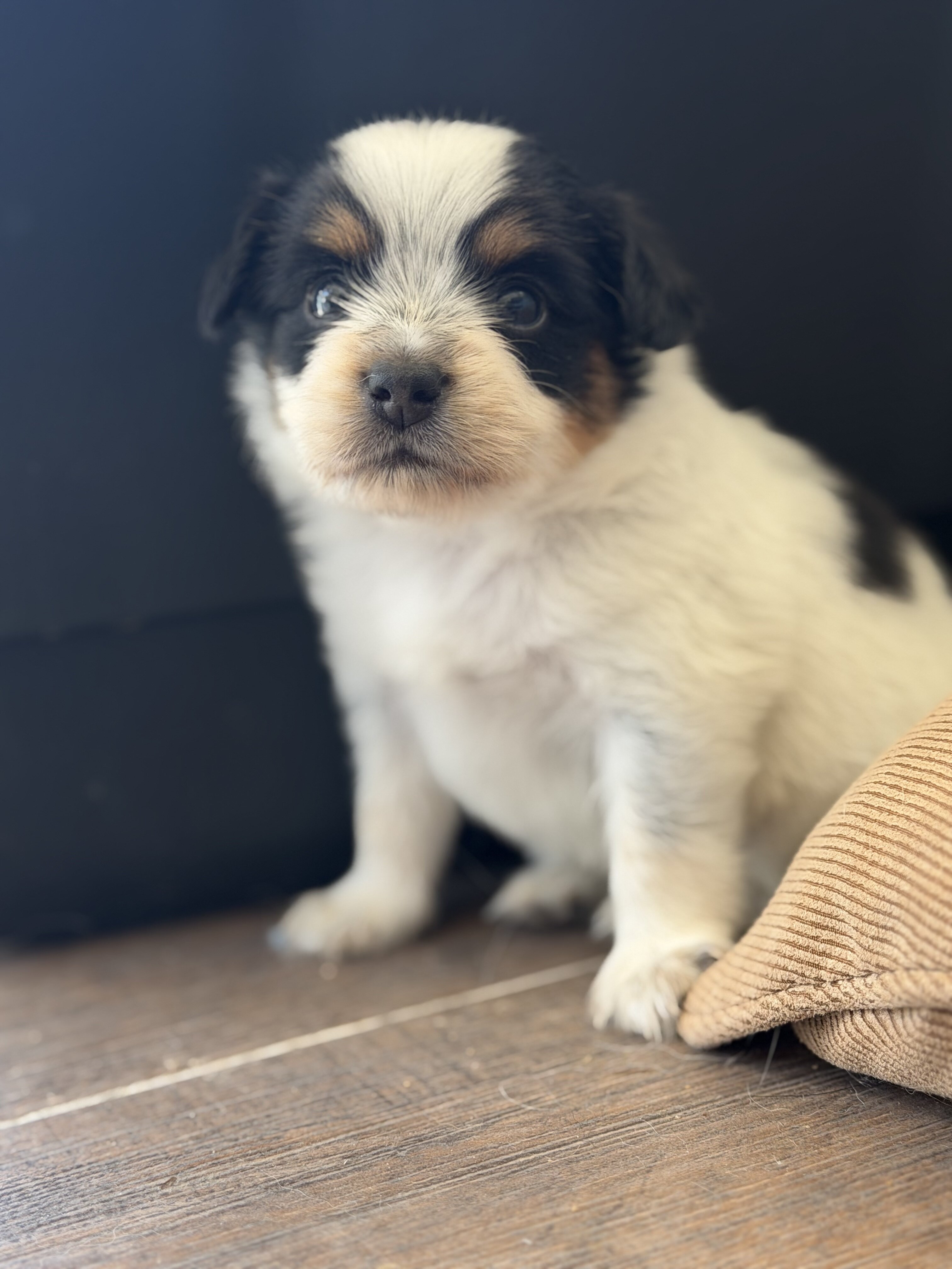Papillion Puppies One Male One Female image 1