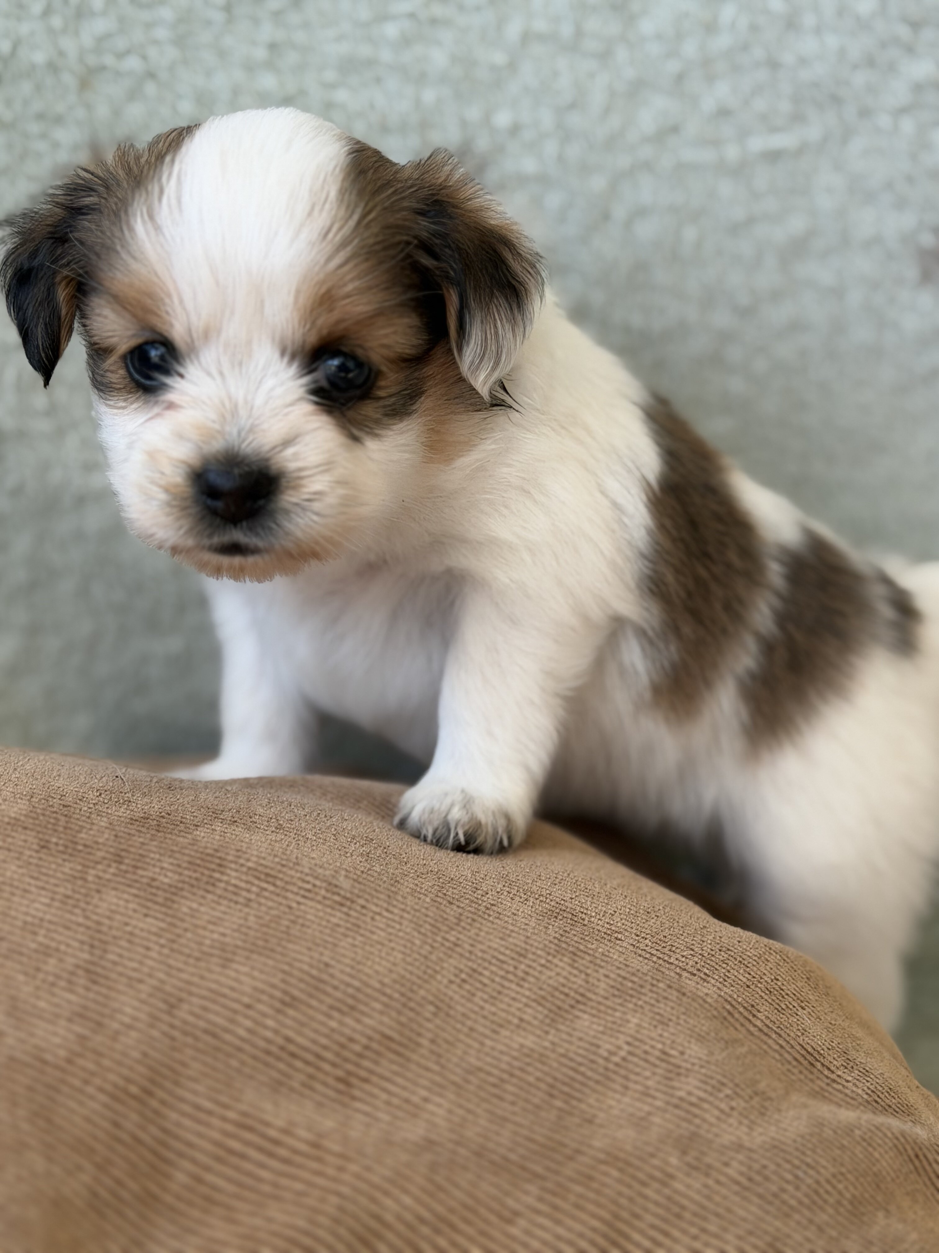 Papillion Puppies One Male One Female image 3