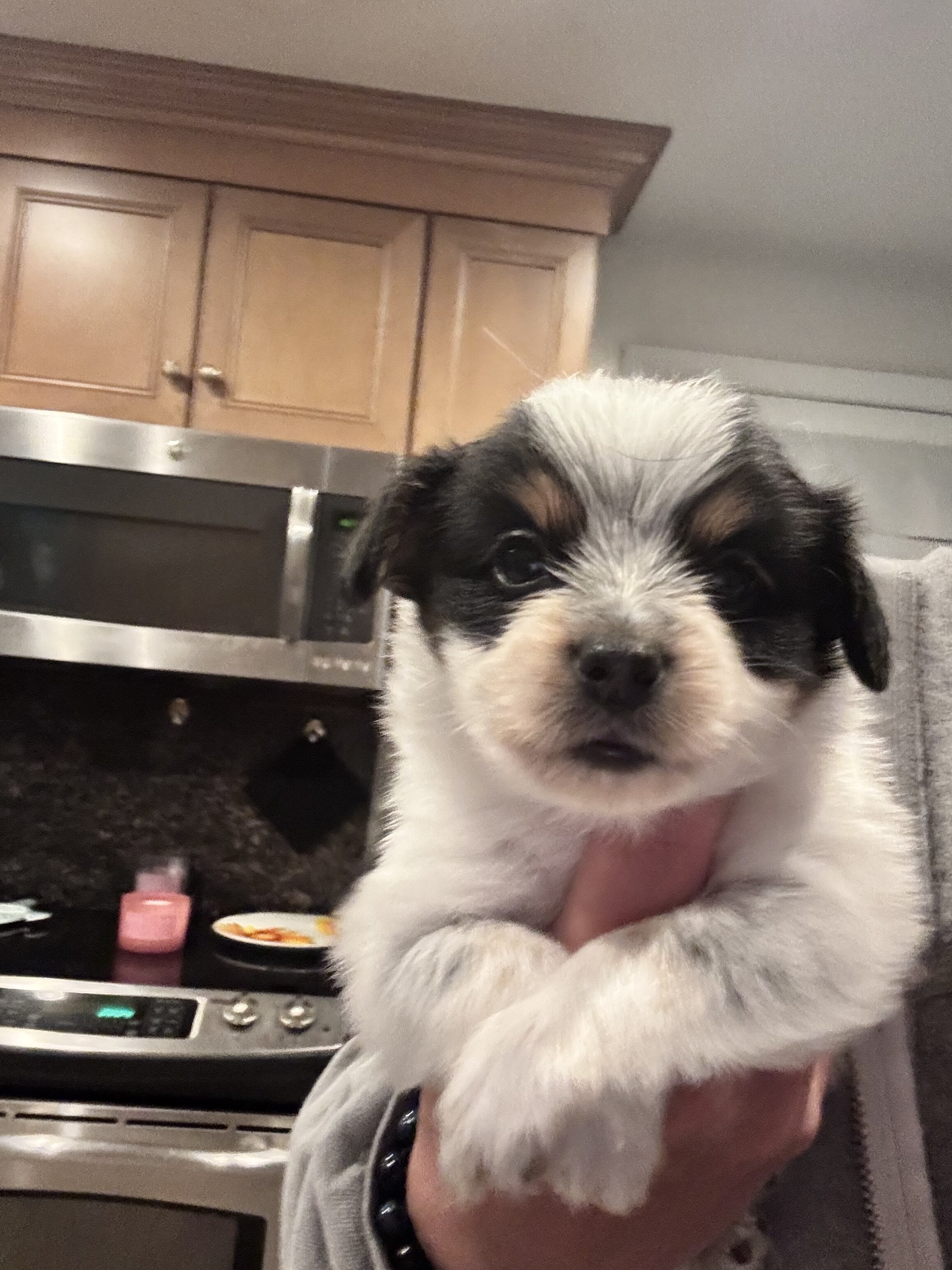 Papillion Puppies One Male One Female image 7