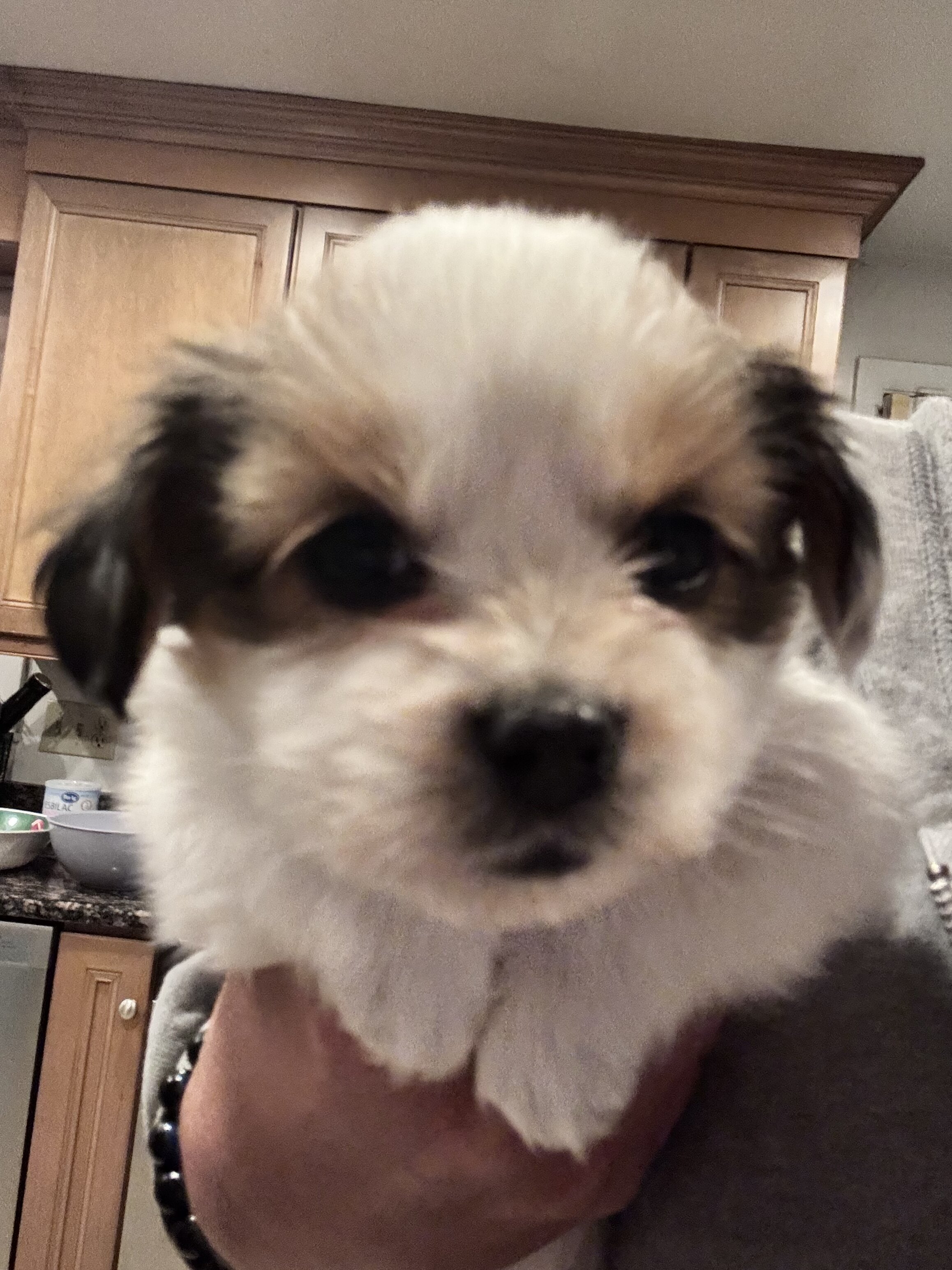 Papillion Puppies One Male One Female image 6