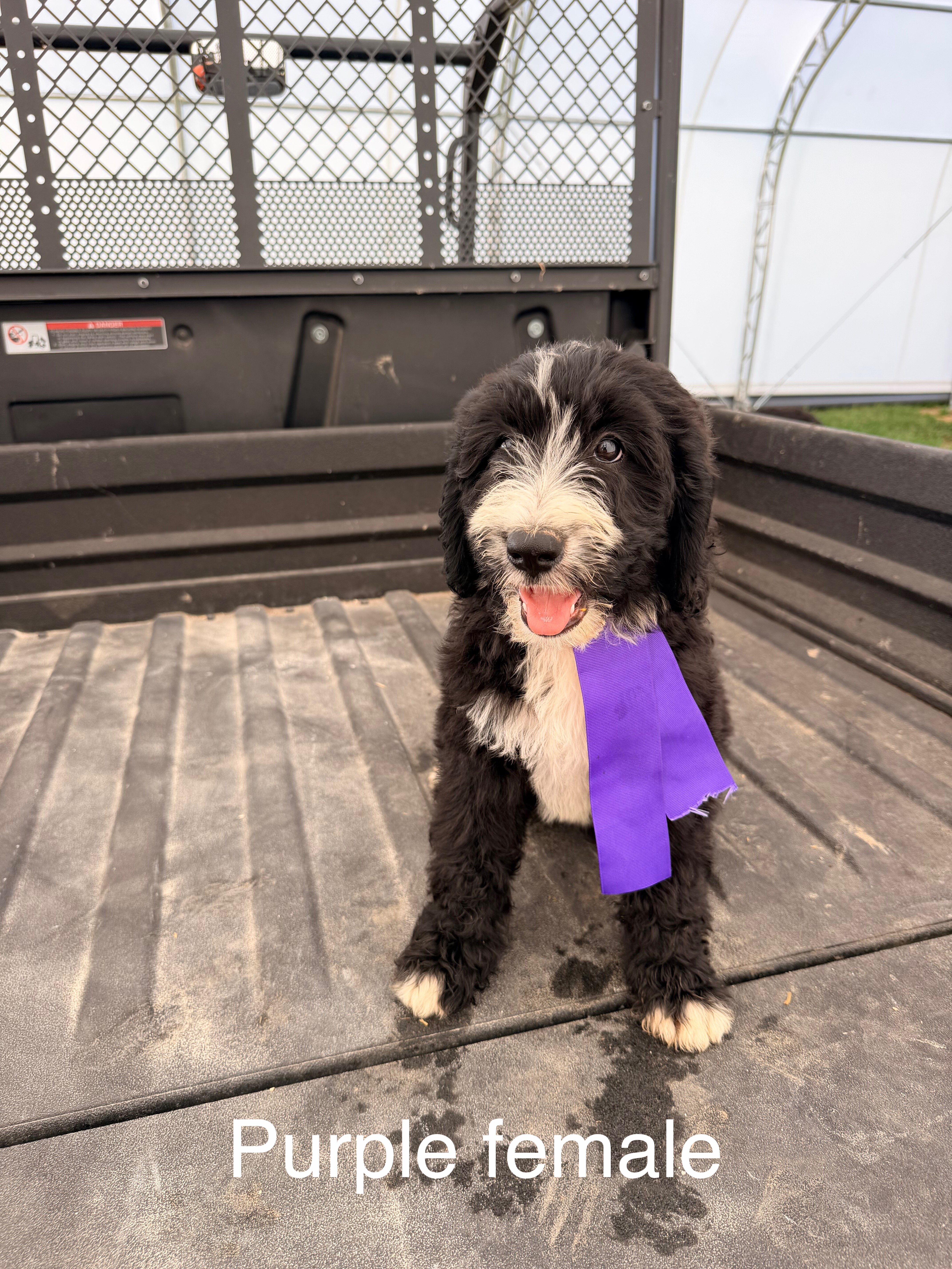 Standard bernedoodle pups image 5