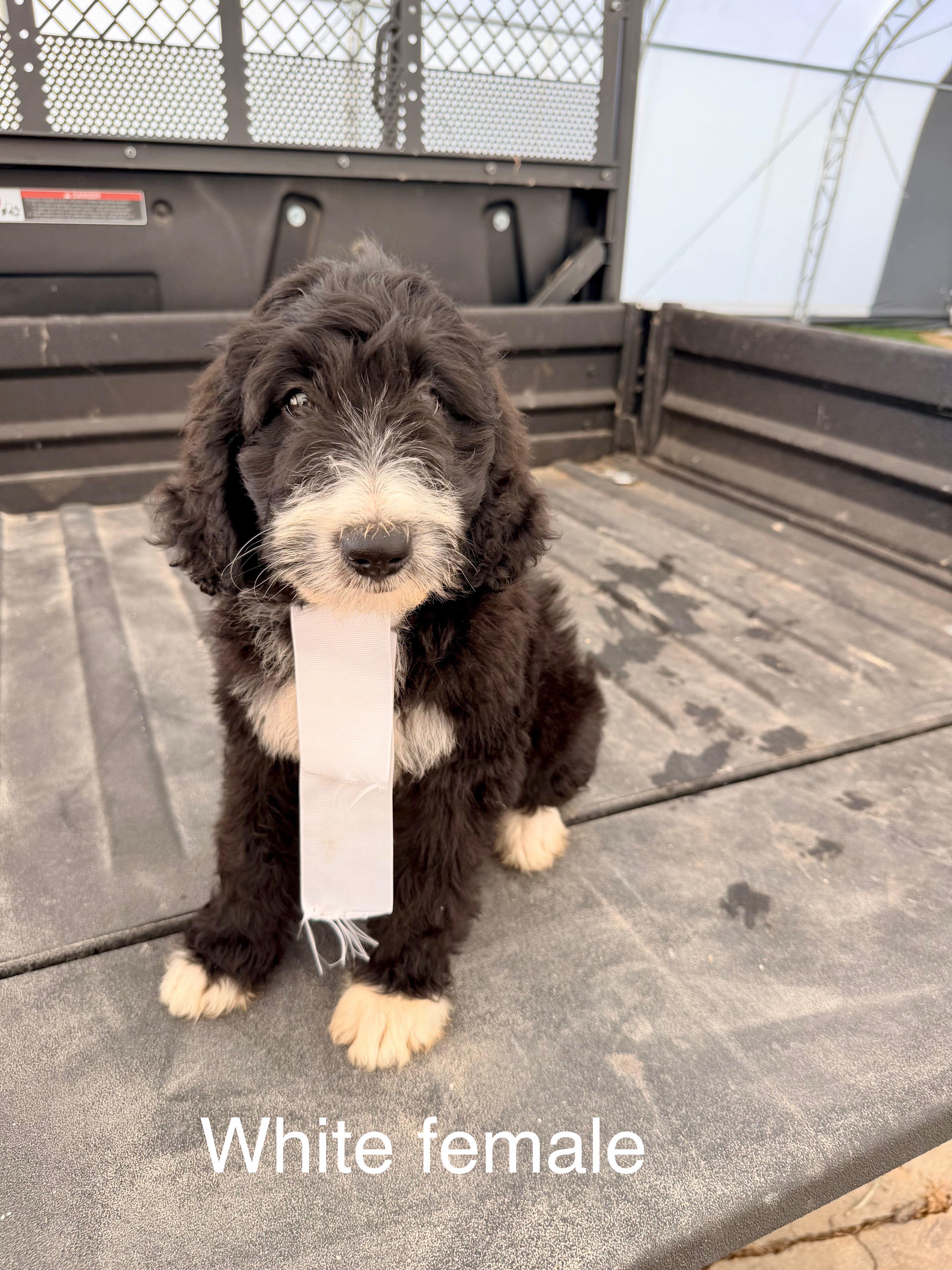 Standard bernedoodle pups image 4