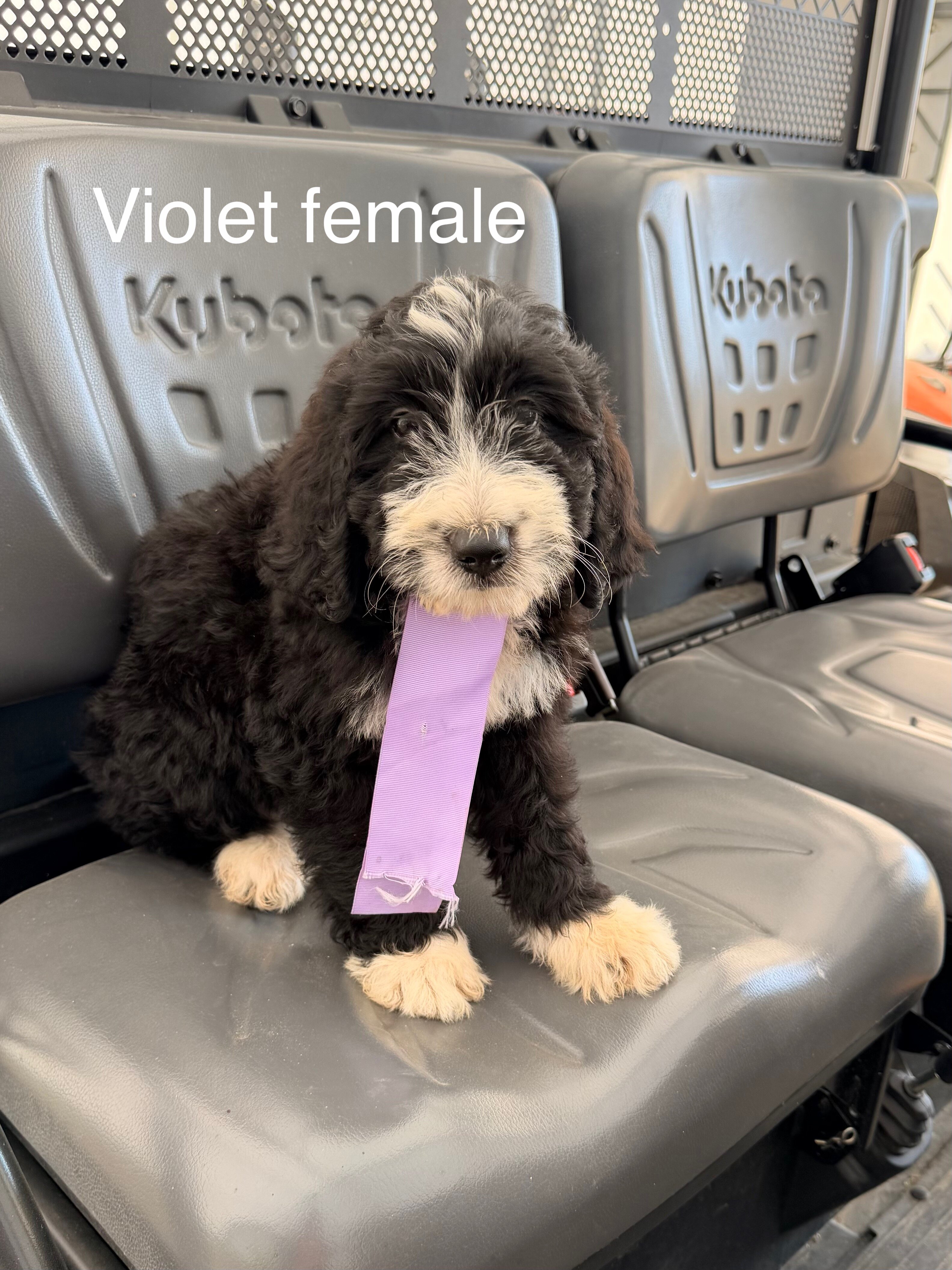Standard bernedoodle pups image 3