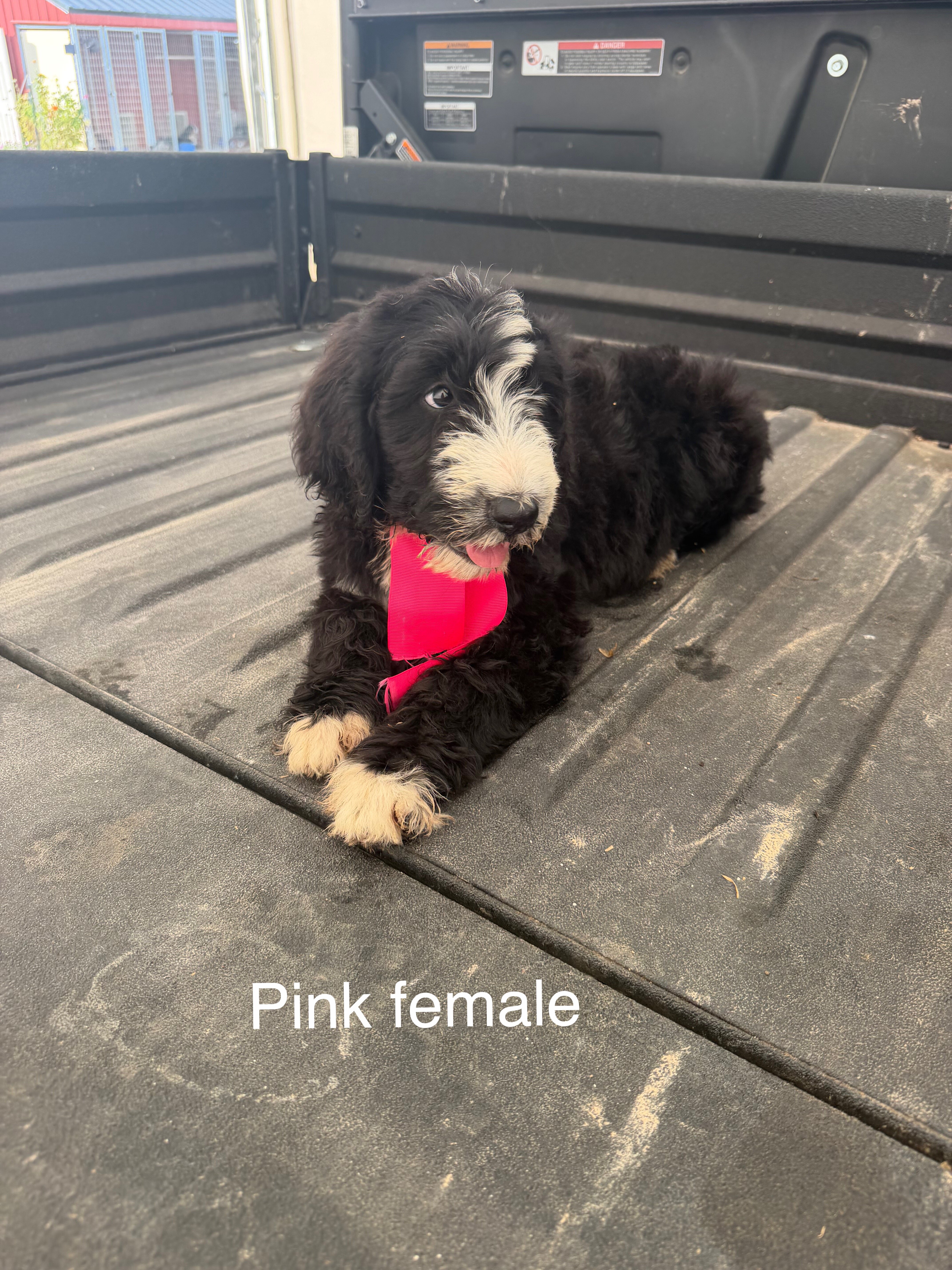 Standard bernedoodle pups image 2